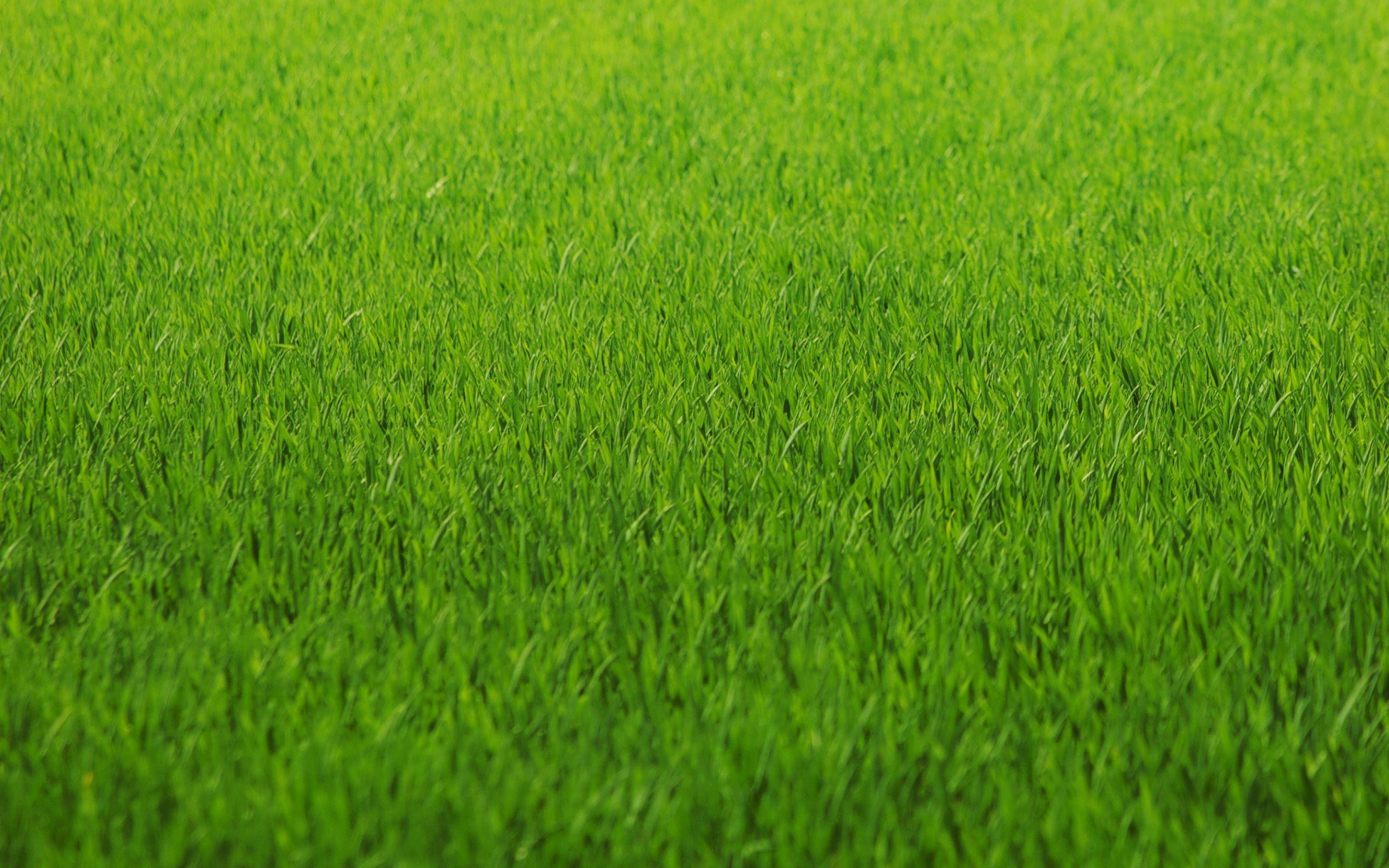 Flattened Grass HD desktop wallpaper High Definition. HD Wallpaper