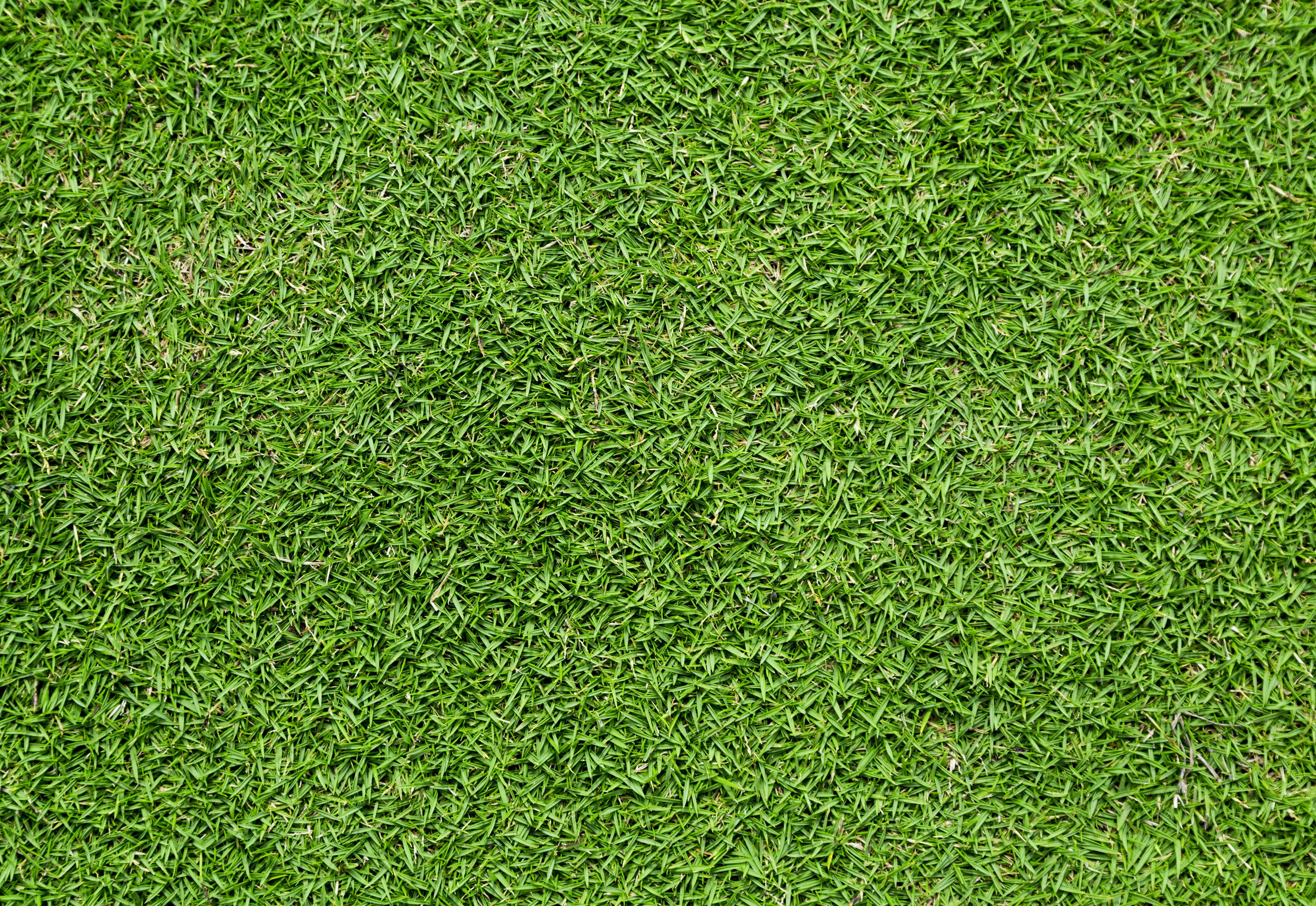 Earth Grass wallpaper (Desktop, Phone, Tablet) Desktop