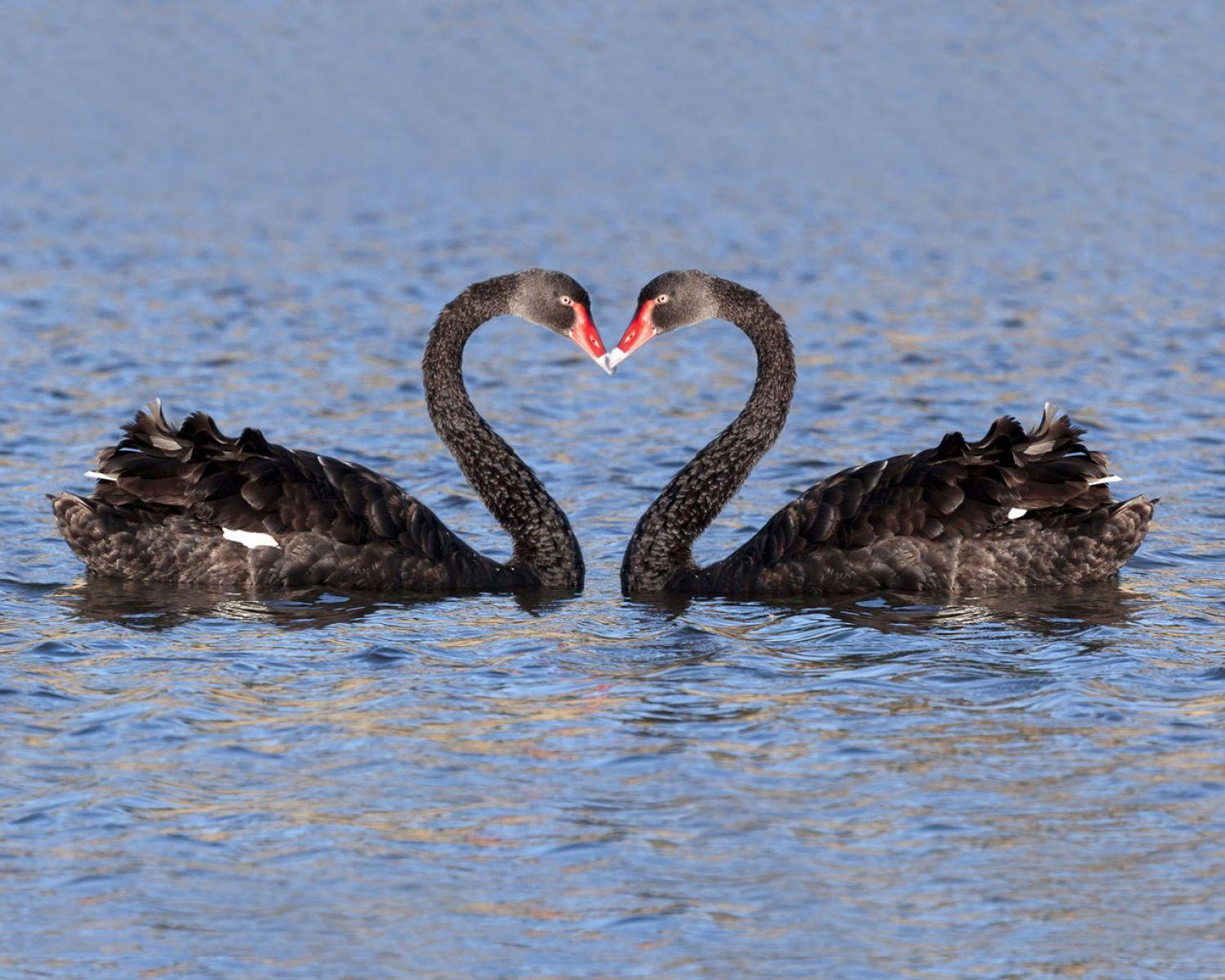 Kiss Day. HD Love Wallpaper for Mobile and Desktop