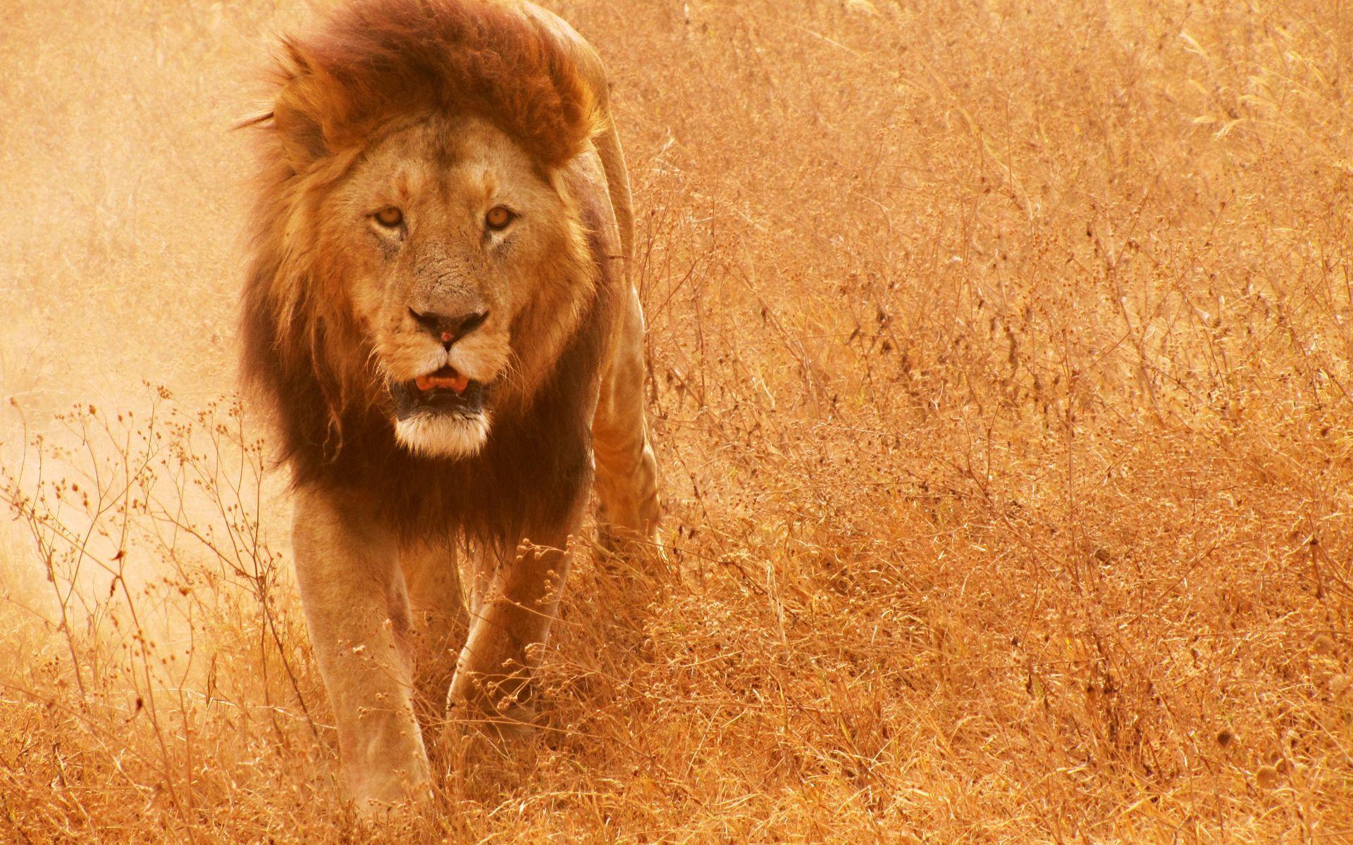 Cool Lion Wallpaper