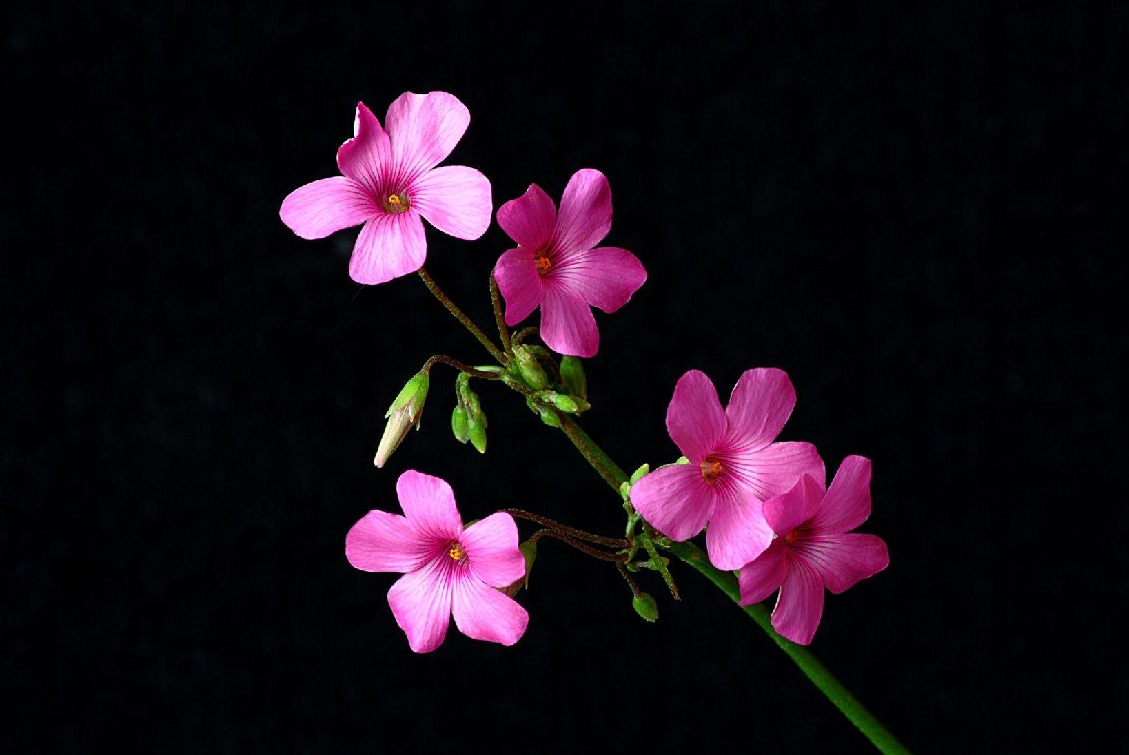 Flowers: Nature Flowers Black Pink Flower HD Full Image for HD 16:9