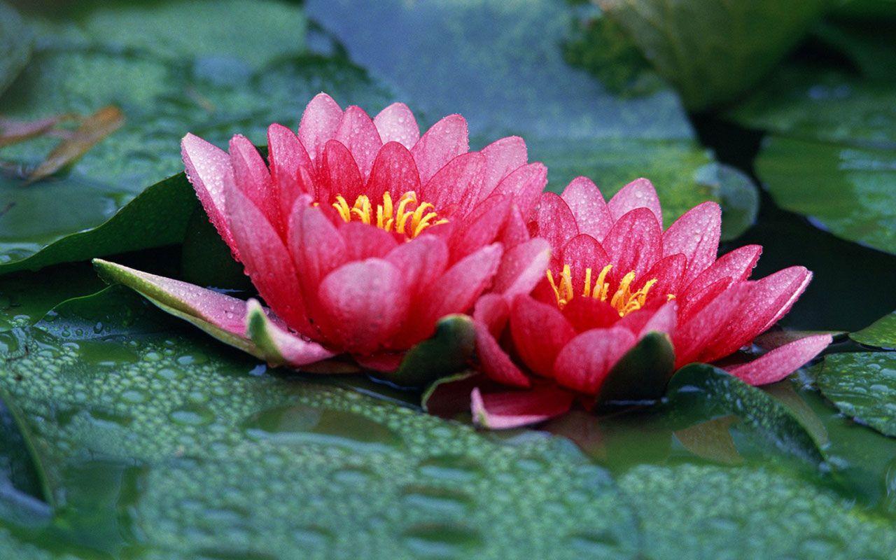 Red Lotus Flower HD Wallpaper, Image, PIctures, Tattoos
