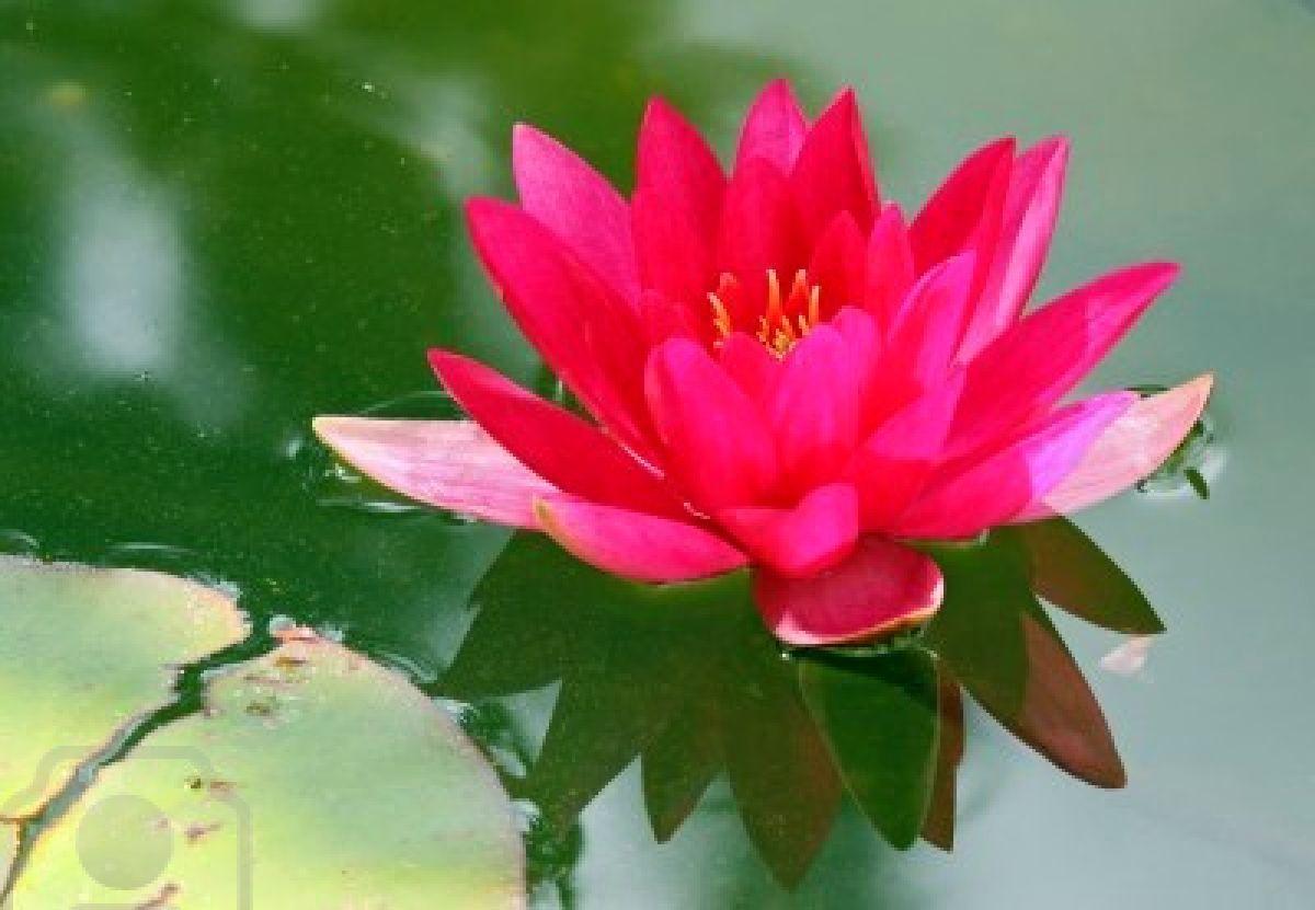 Flower Picture: Lotus Flower # 6