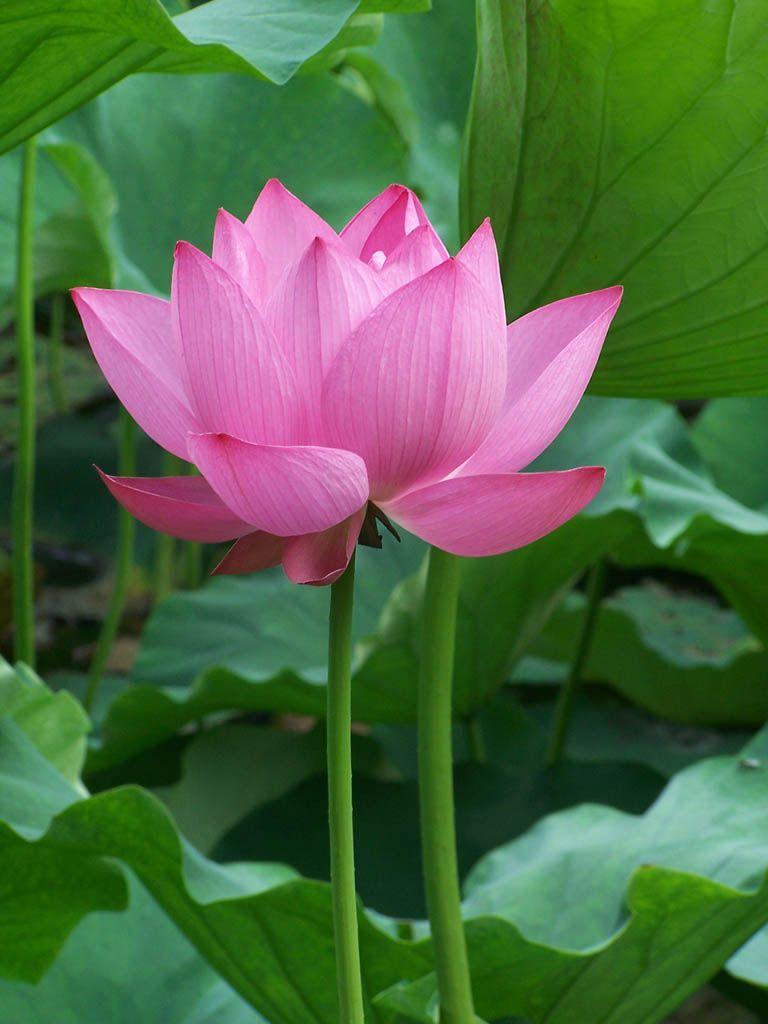 The color bears importance in the meaning of the lotus flower