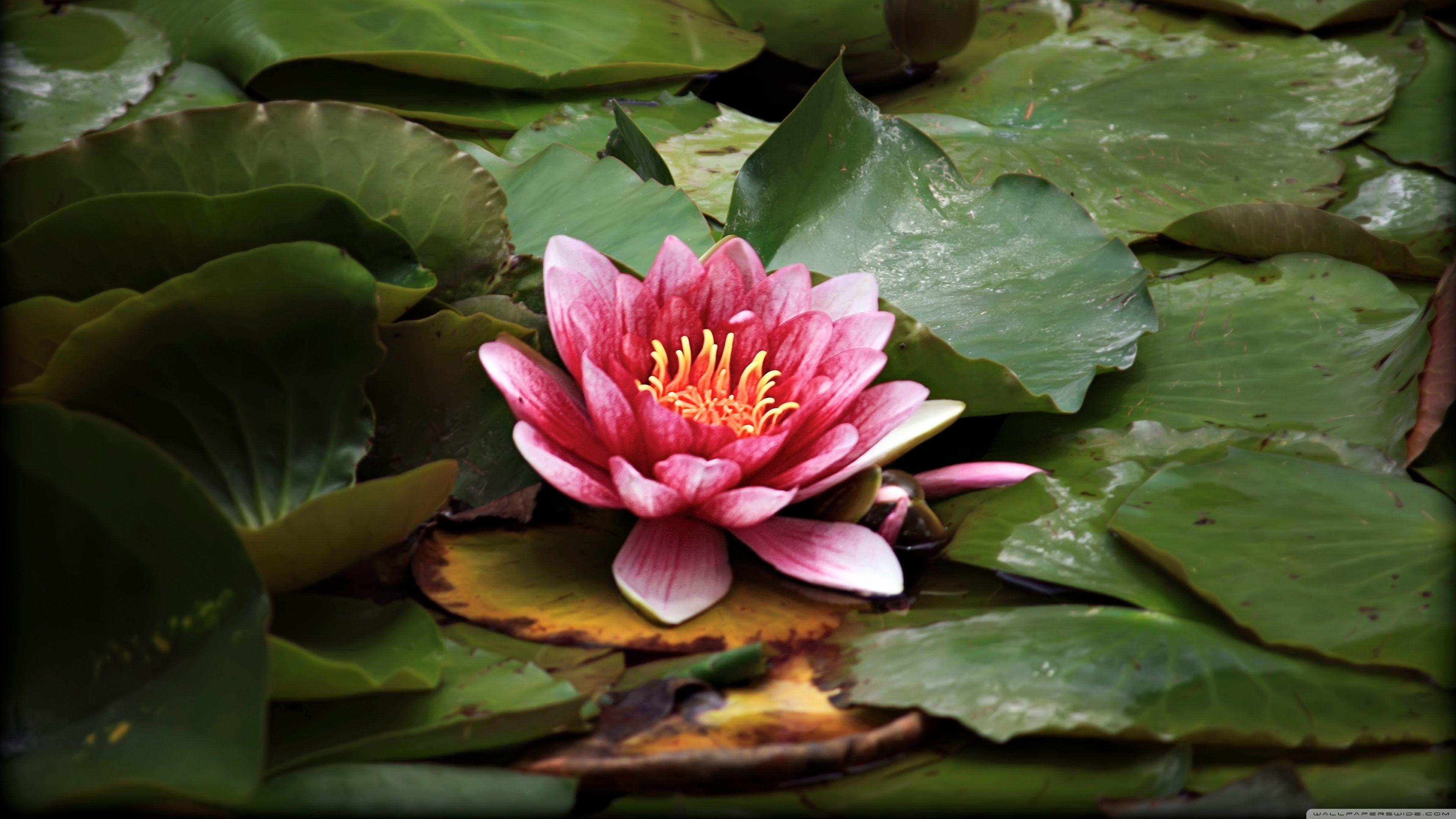 Red Lotus Resting On The Pond ❤ 4K HD Desktop Wallpaper for 4K