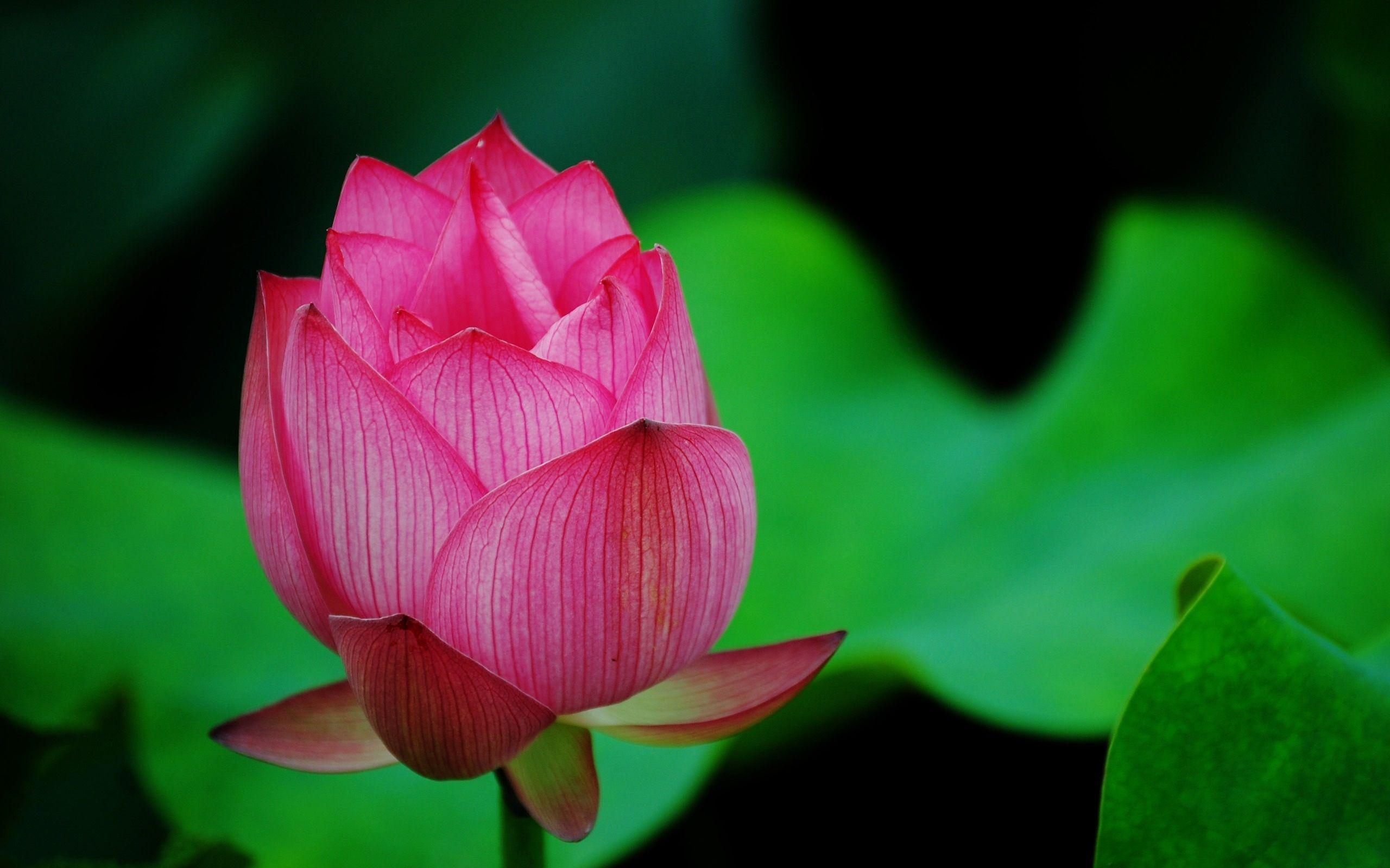 Download Wallpaper 2560x1600 A red lotus macro HD Background