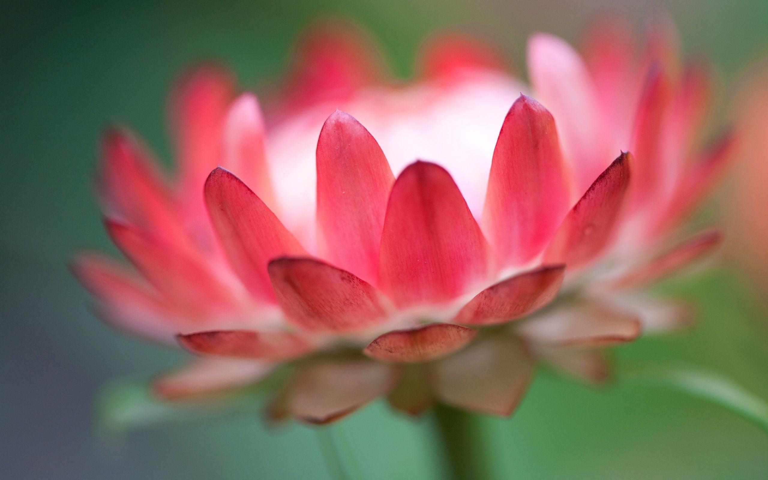 Most Pink Lotus Flower Desktop HD Wallpaper Photo 3D High Quality