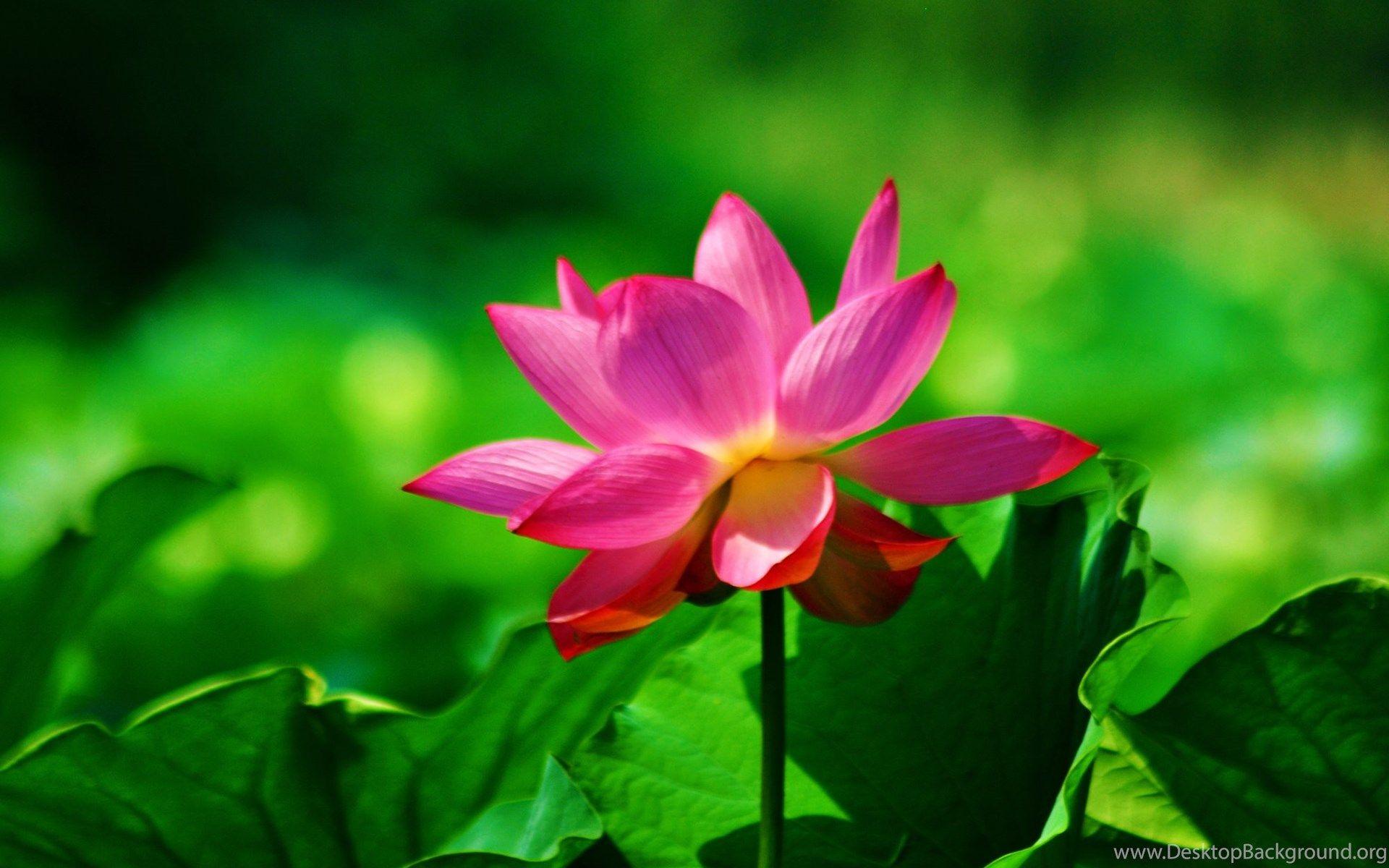 Red Lotus Flower Wallpaper Lotus Flower Picture & Image