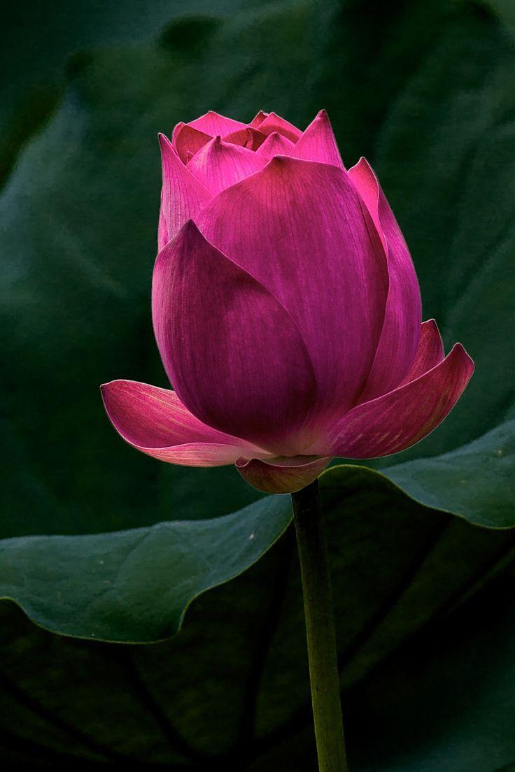 Red Lotus Flower Wallpapers - Wallpaper Cave