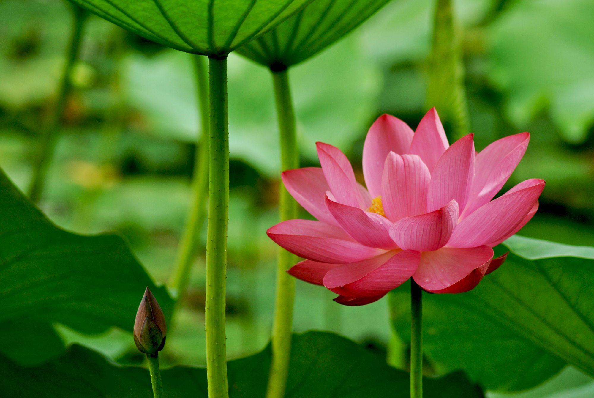 Red Lotus Flower Wallpaper 29 2 000×1 339 Pixels Louts ART