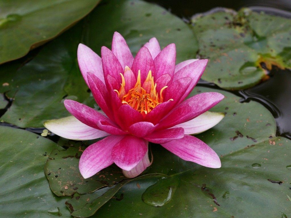 Red Lotus Flower Wallpapers - Wallpaper Cave