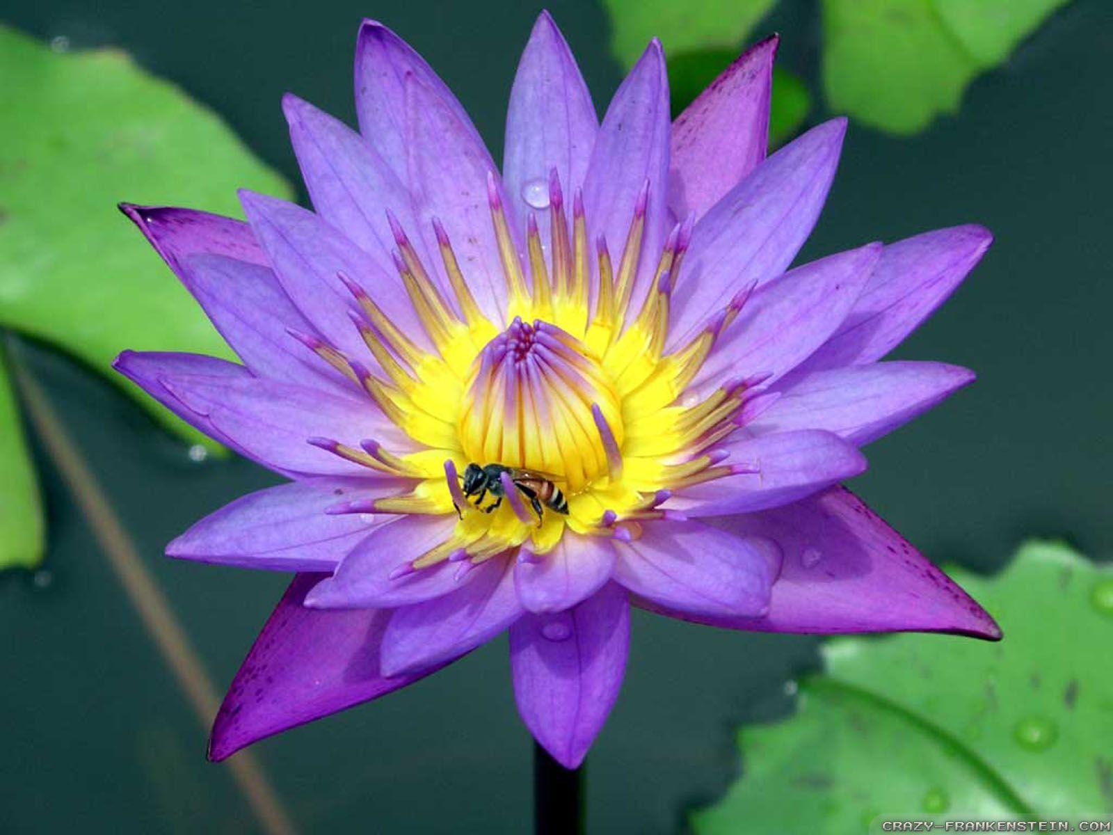 Purple Lotus Flower Wallpaper For iPhone Free Download > SubWallpaper