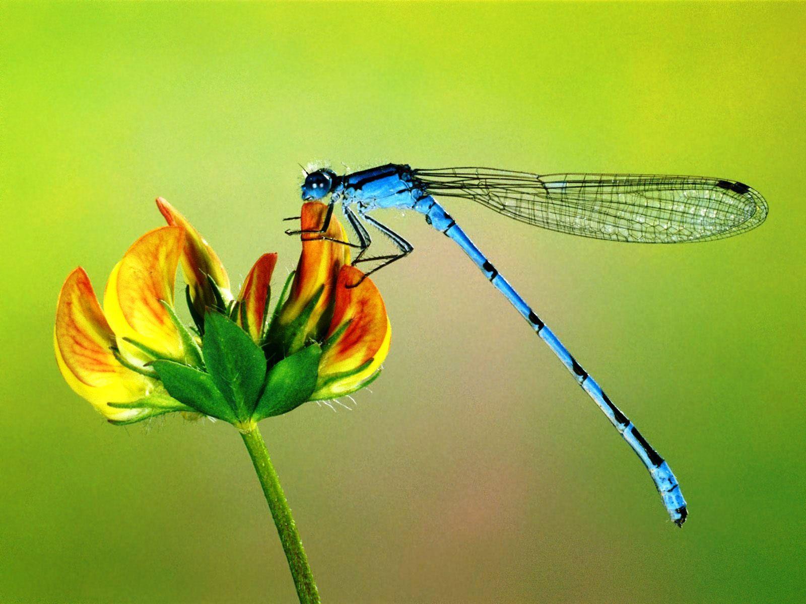 nature photography dragonfly. Dragonfly Cool HD Picture Dragonfly