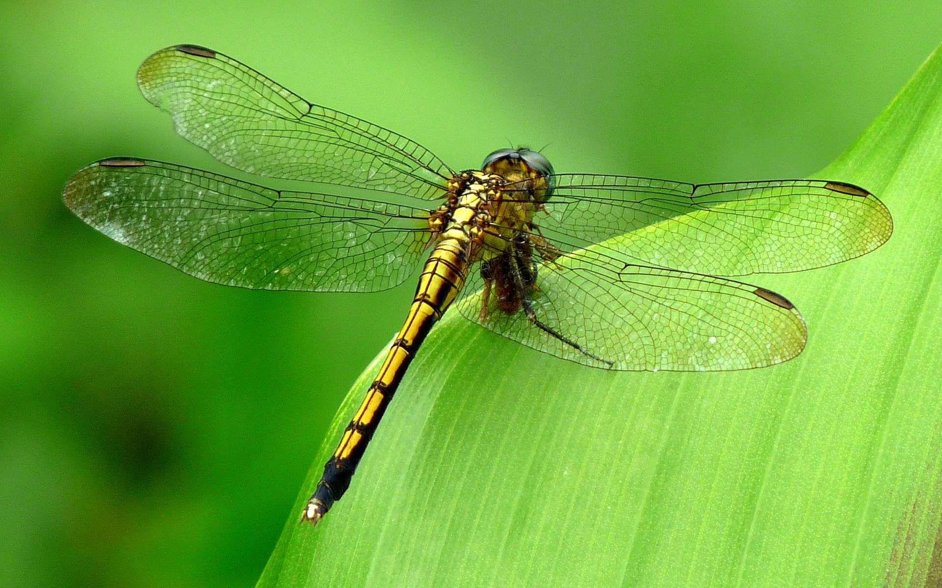 Animals That Start With D dragonfly belongs in the family