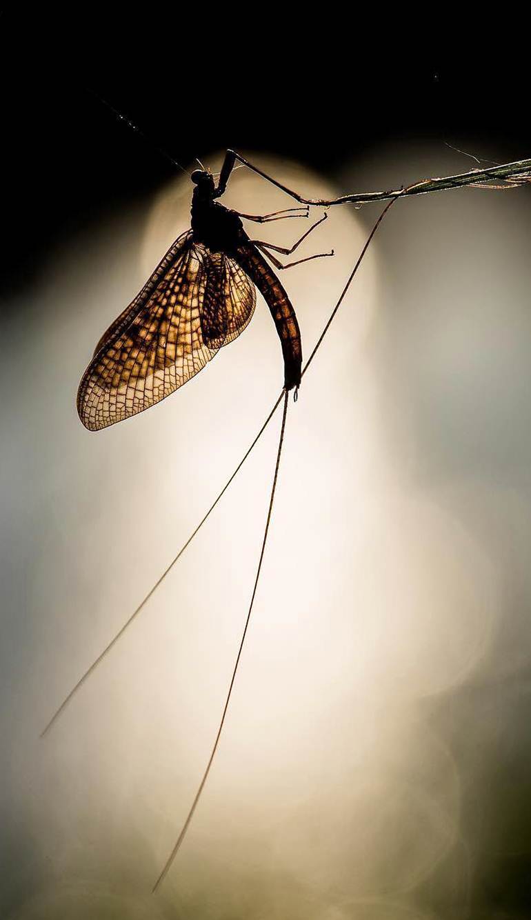 Gambar Wallpaper 750x1334 Pixel Bunga Dan Kumbang Untuk iPhone 7