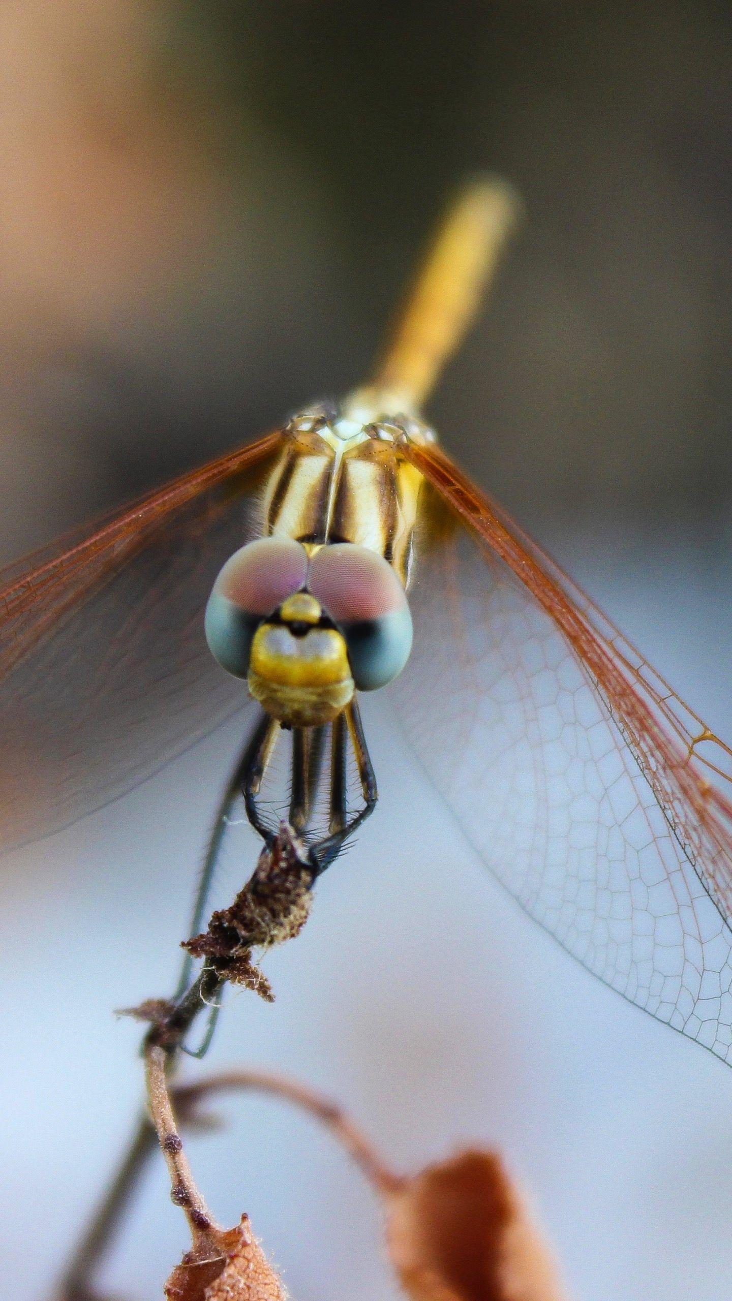 Wallpapers Capung Wallpaper Cave