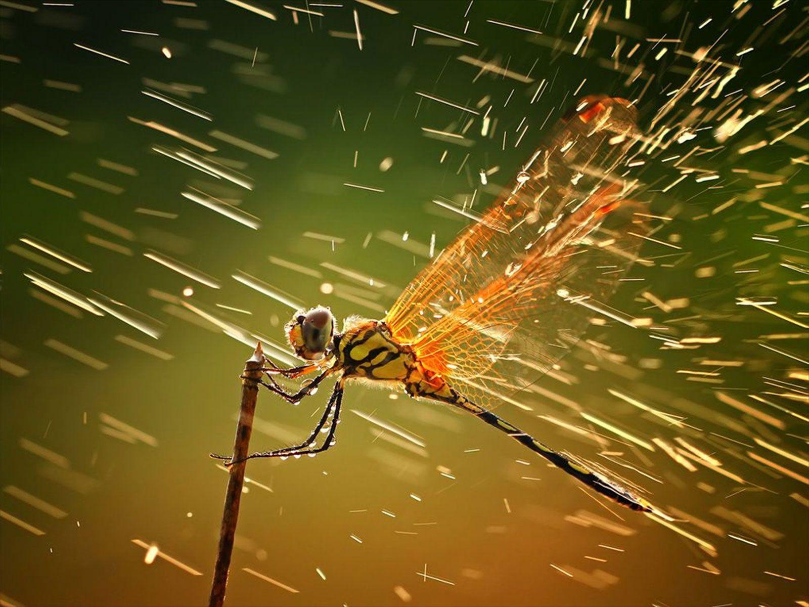 Dragonfly HD Wallpaper