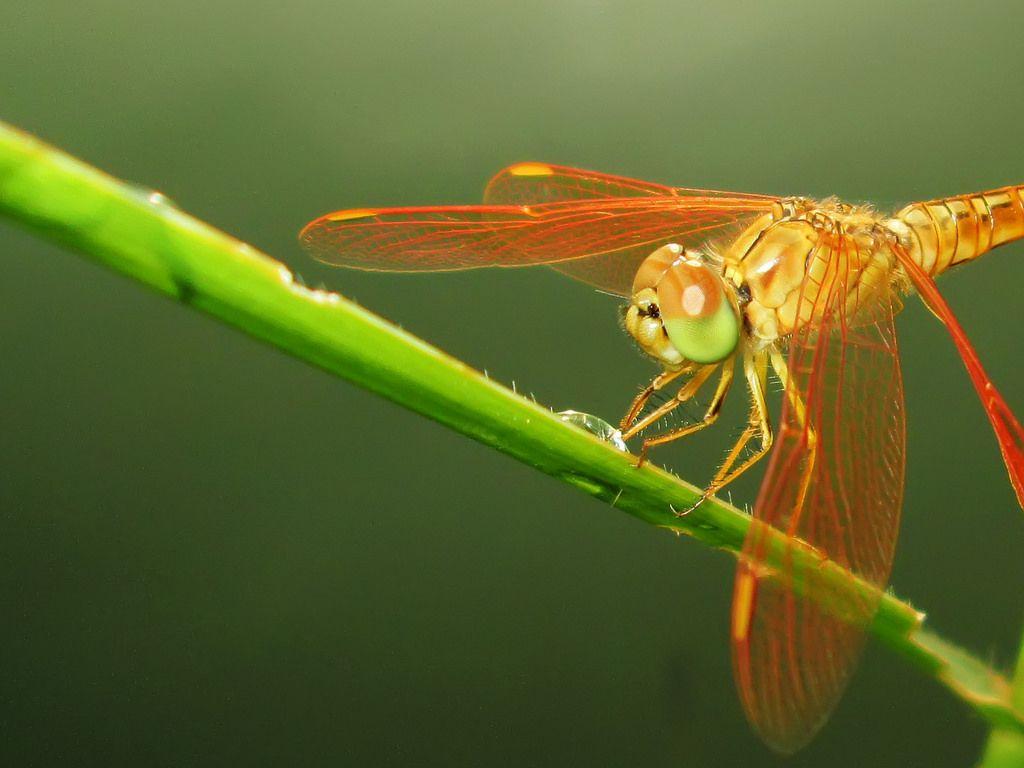 Capung Kinjeng Jentrung Papatong DragonFly .. Buntutku K