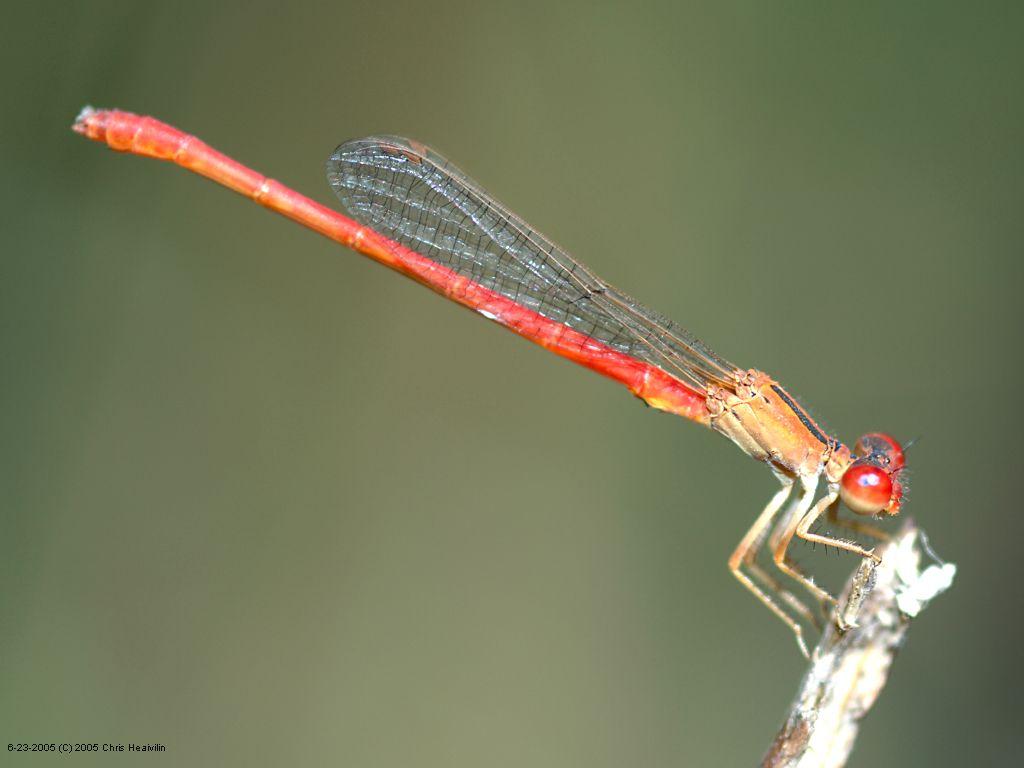 Capung. Wahyu's room