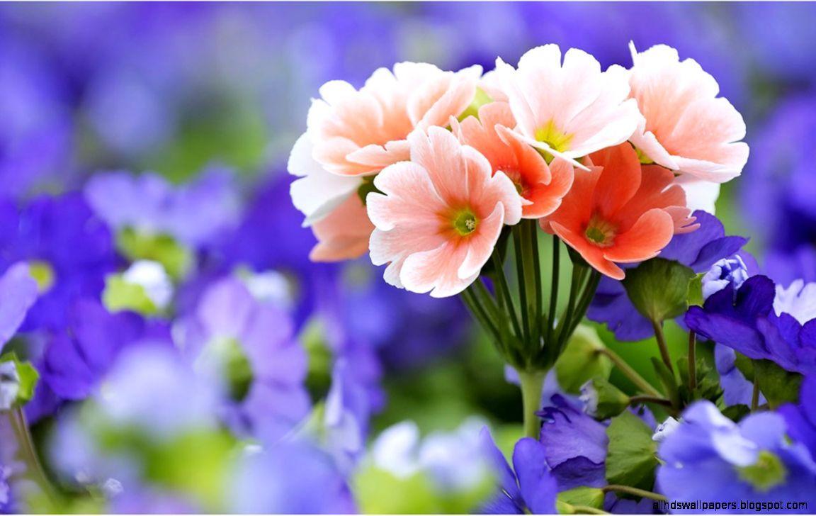 Wallpaper All Flower High Resolution Desktop HD Widescreen Of