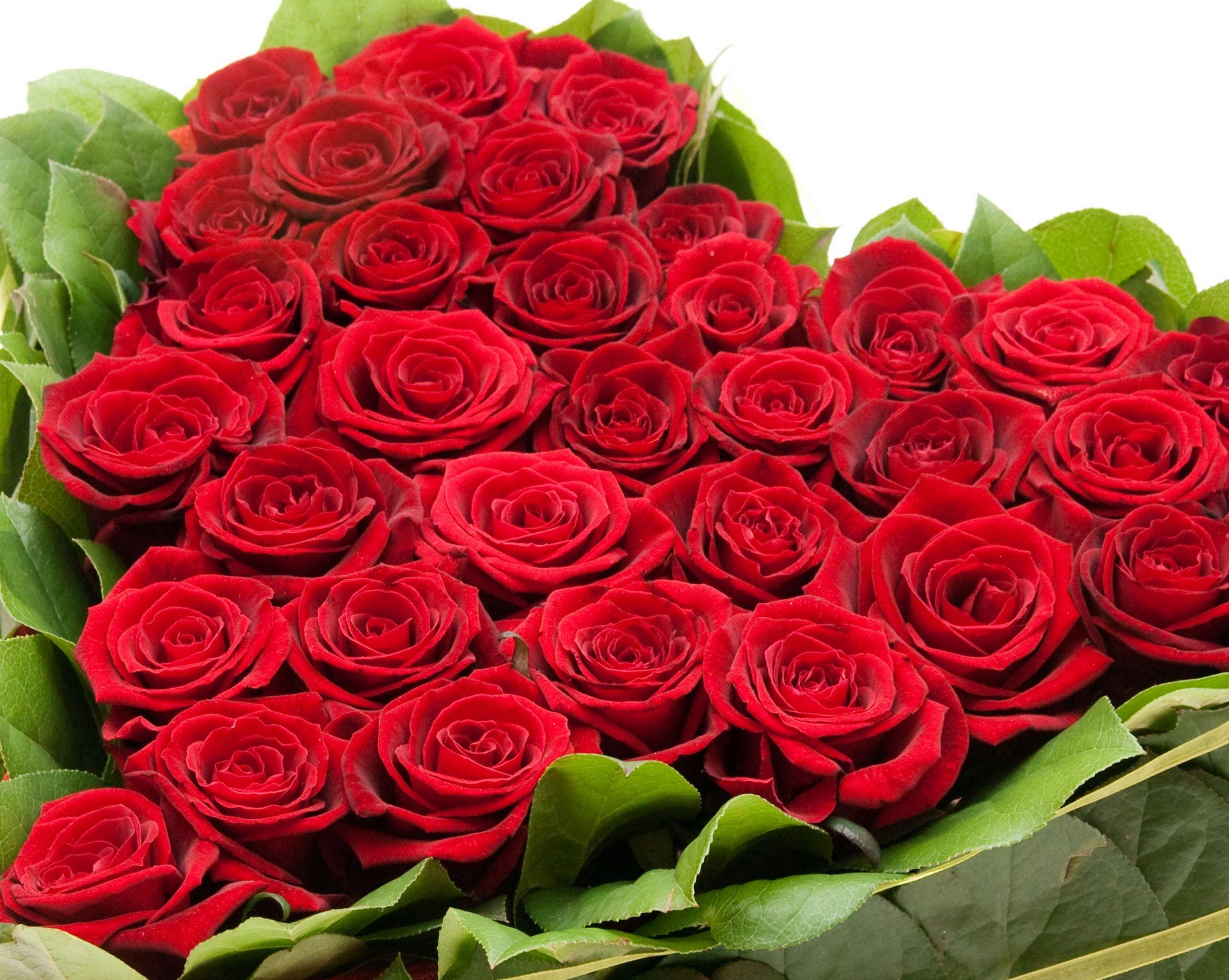 Red Roses Wallpapers Images  Browse 233940 Stock Photos Vectors and  Video  Adobe Stock