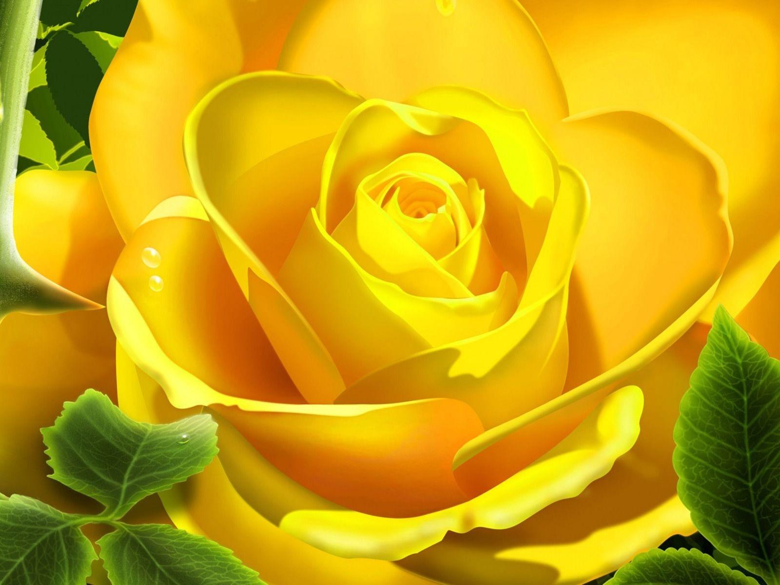 Rose. Free HD Top Most Downloaded Wallpaper