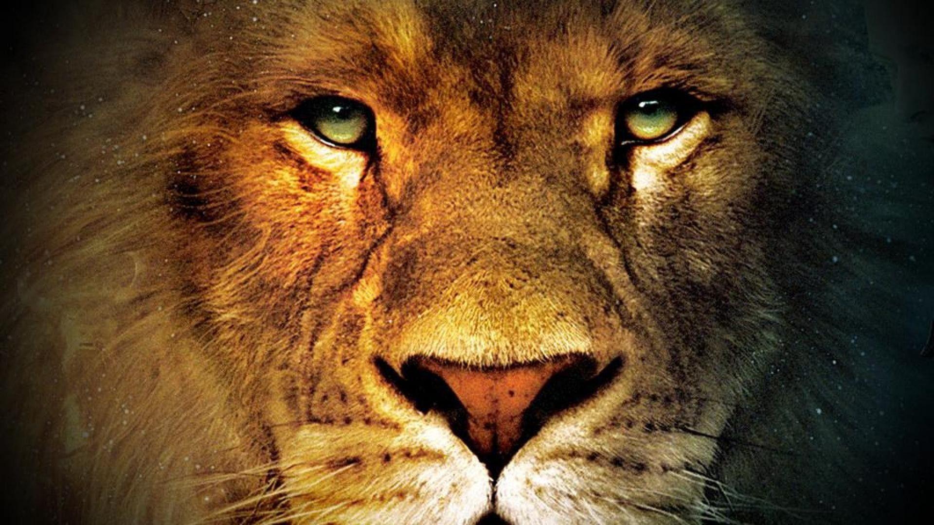 Lion Face Wallpaper