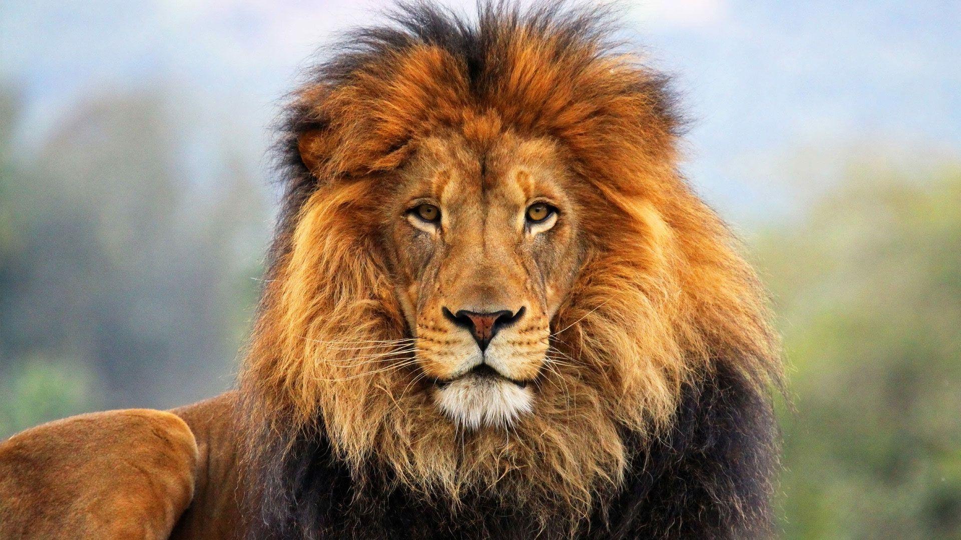 HD Lion Wallpapers 1080p - Wallpaper Cave