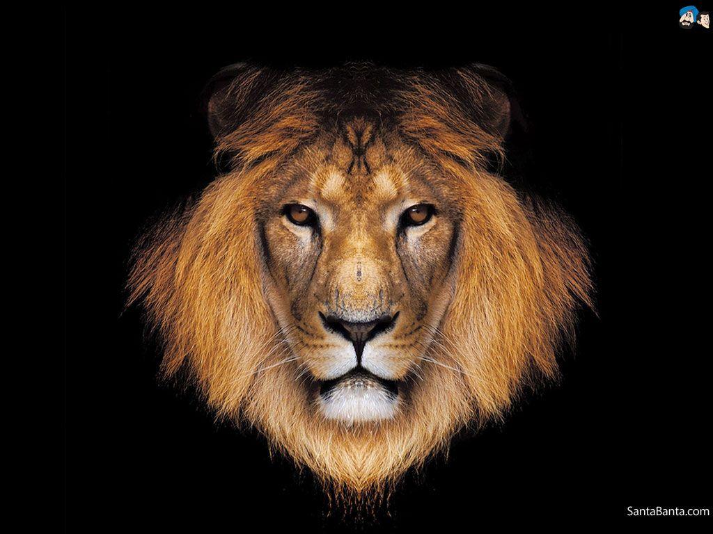 Lion Face HD Wallpapers - Wallpaper Cave
