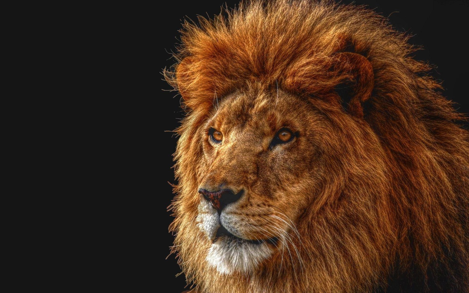 Selective focus photography of Lion's face HD wallpaper. Wallpaper