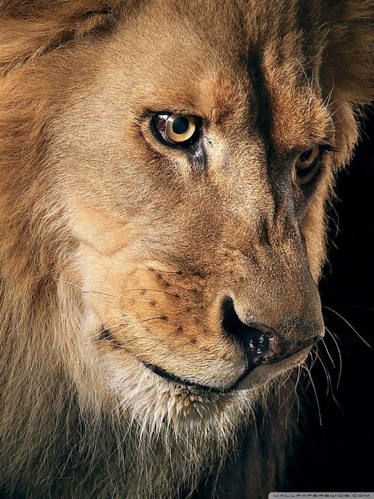 Beautiful Lion Portrait ❤ 4K HD Desktop Wallpaper for 4K Ultra HD