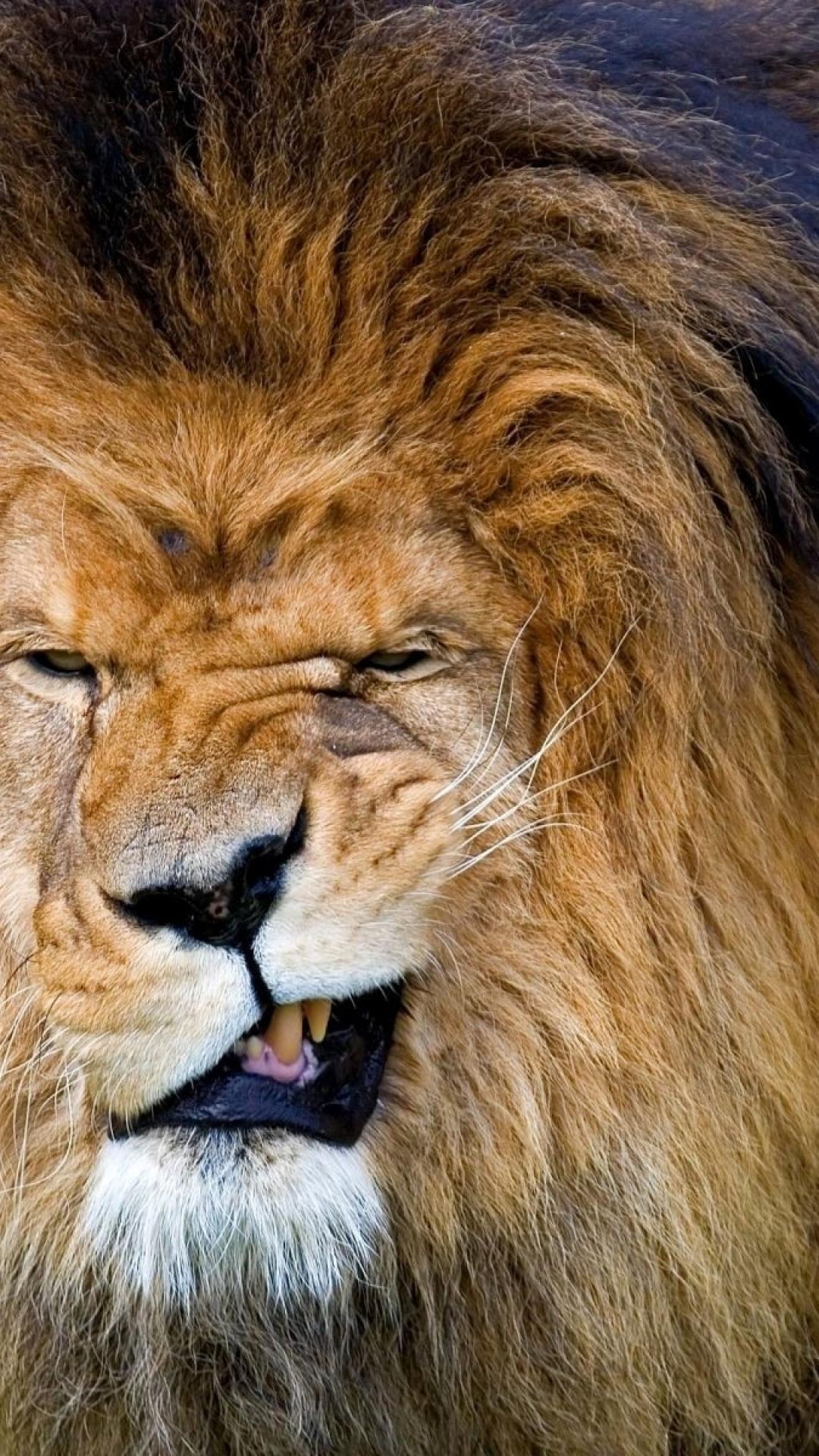 Funny lion face picture wallpaper
