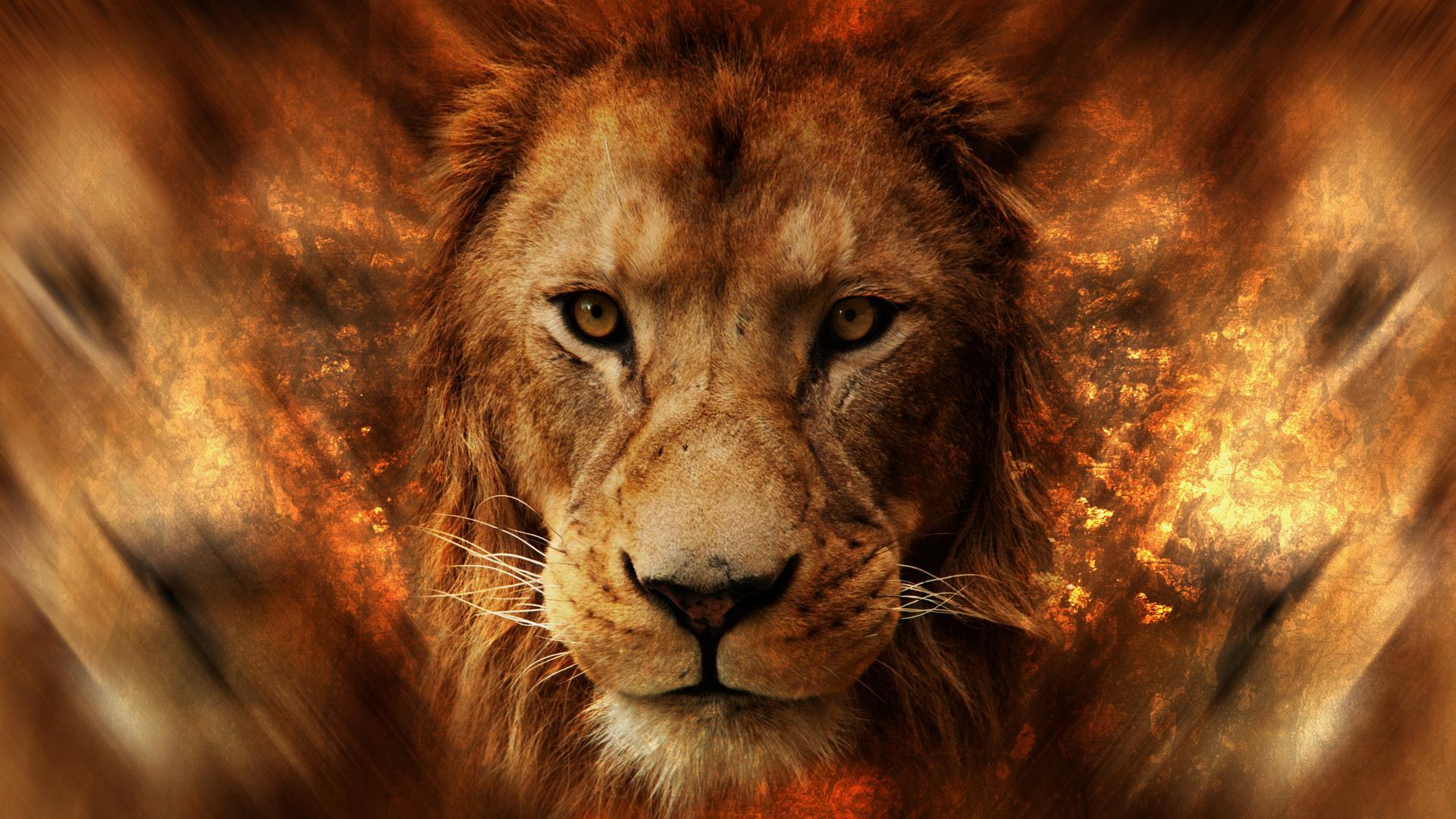 Lion Face Cool wallpaper