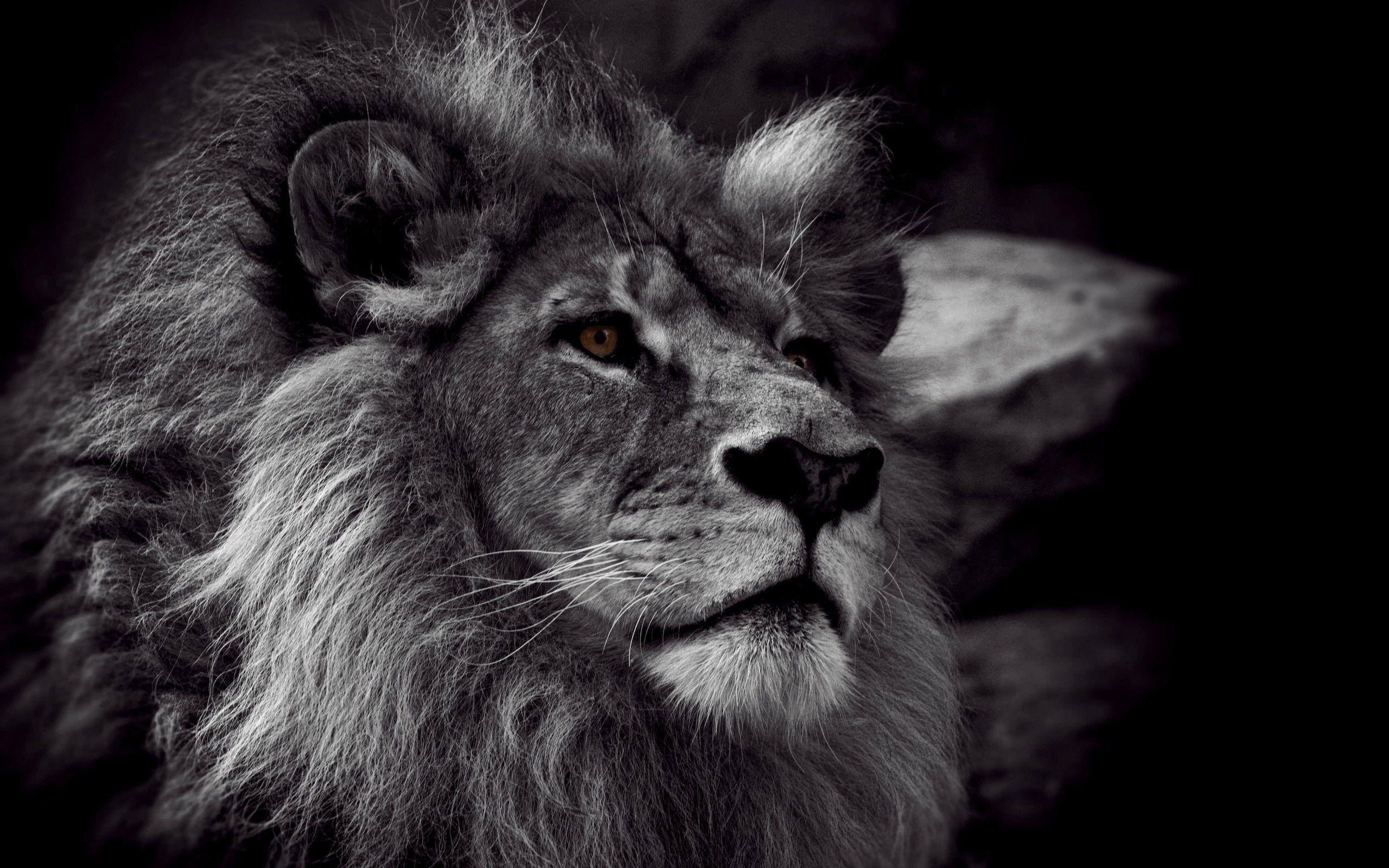 lion face in black and white HD desktop photo wide HD