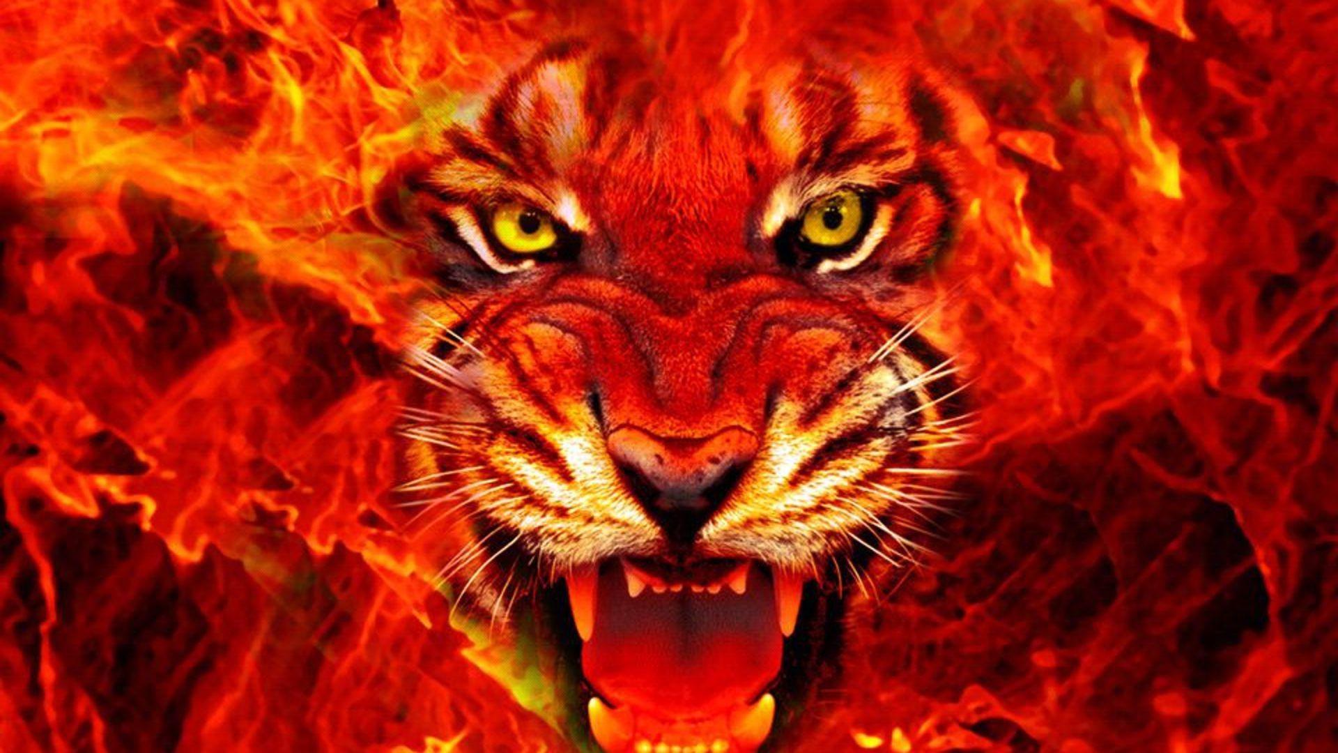 King of forest (Lion) burning face desktop. HD Wallpaper Rocks