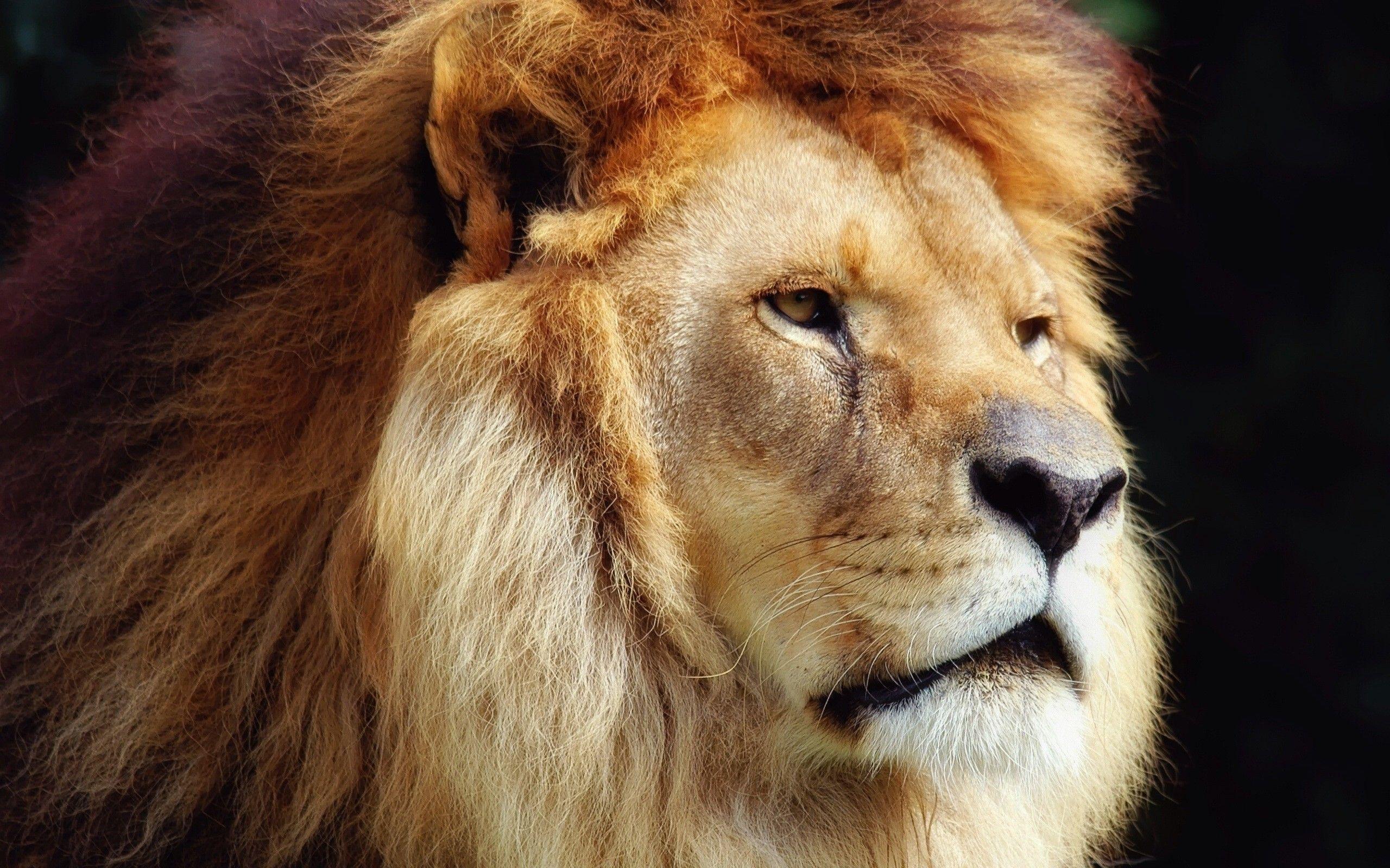 Amazing Lion Face Wallpaper HD / Desktop and Mobile Background