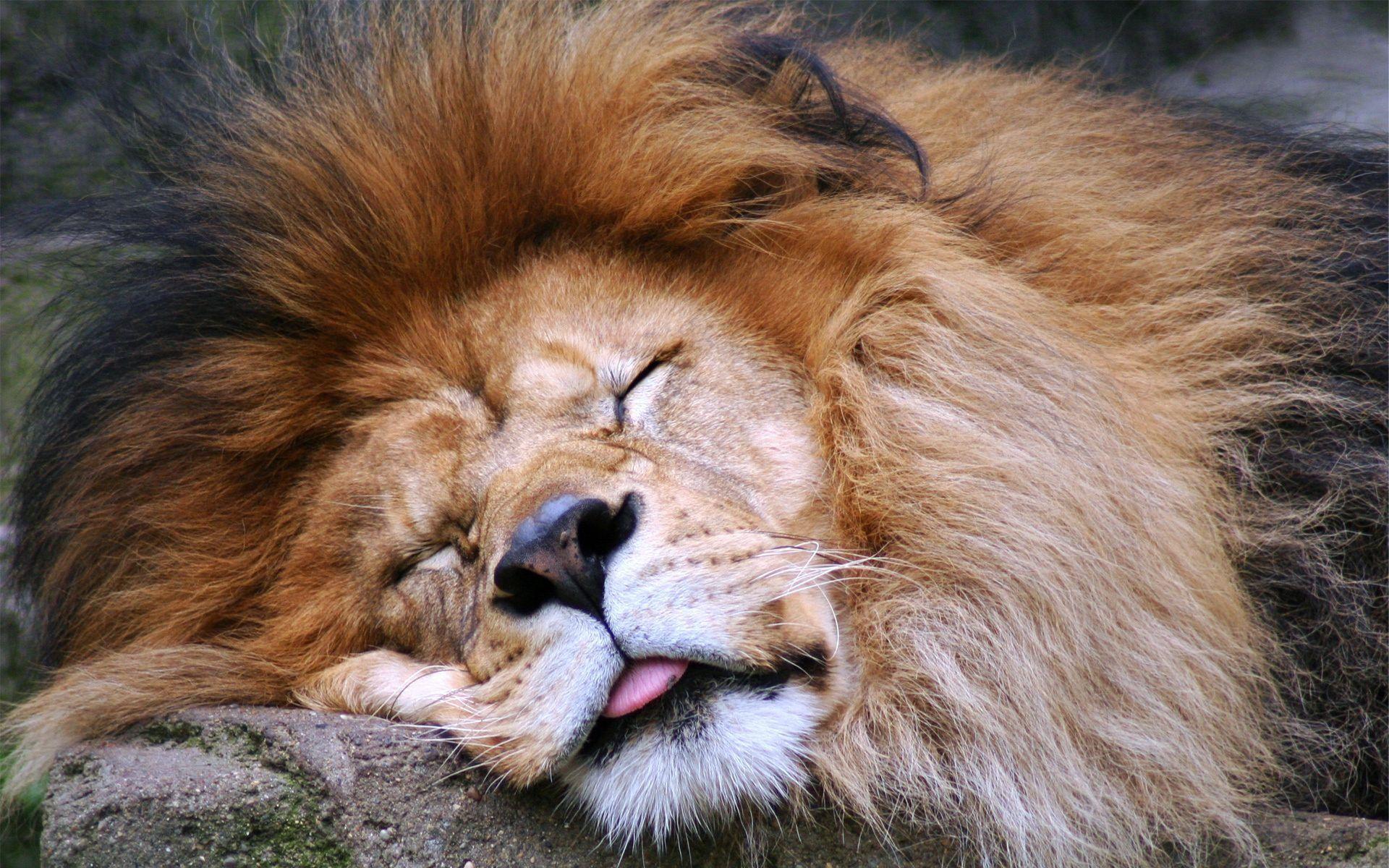 Download HD Photo Wallpaper Lion Face Sleep Tongue Mane Predator Big