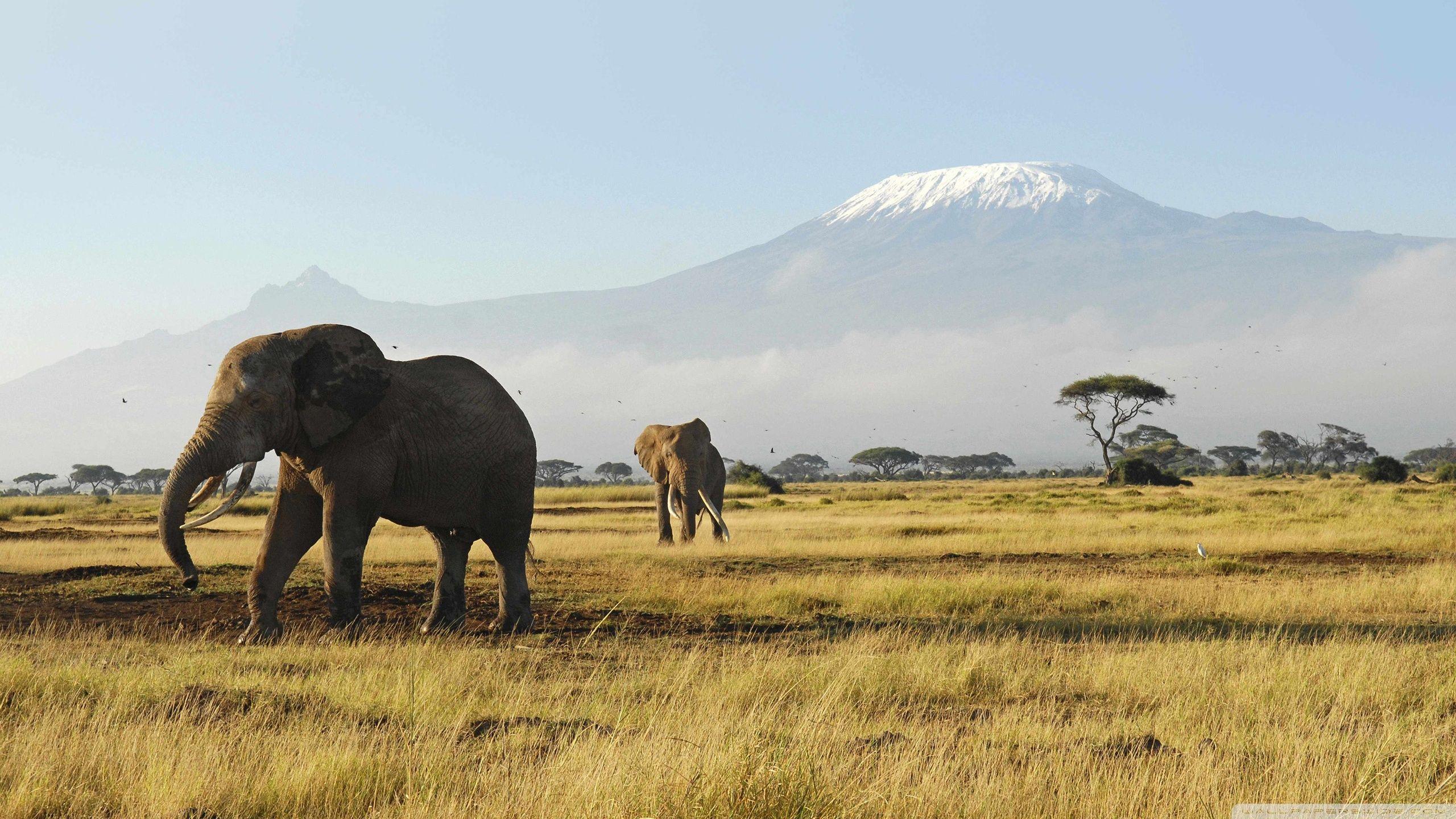African Elephants Ultra HD Desktop Background Wallpaper for 4K UHD TV, Multi Display, Dual Monitor, Tablet
