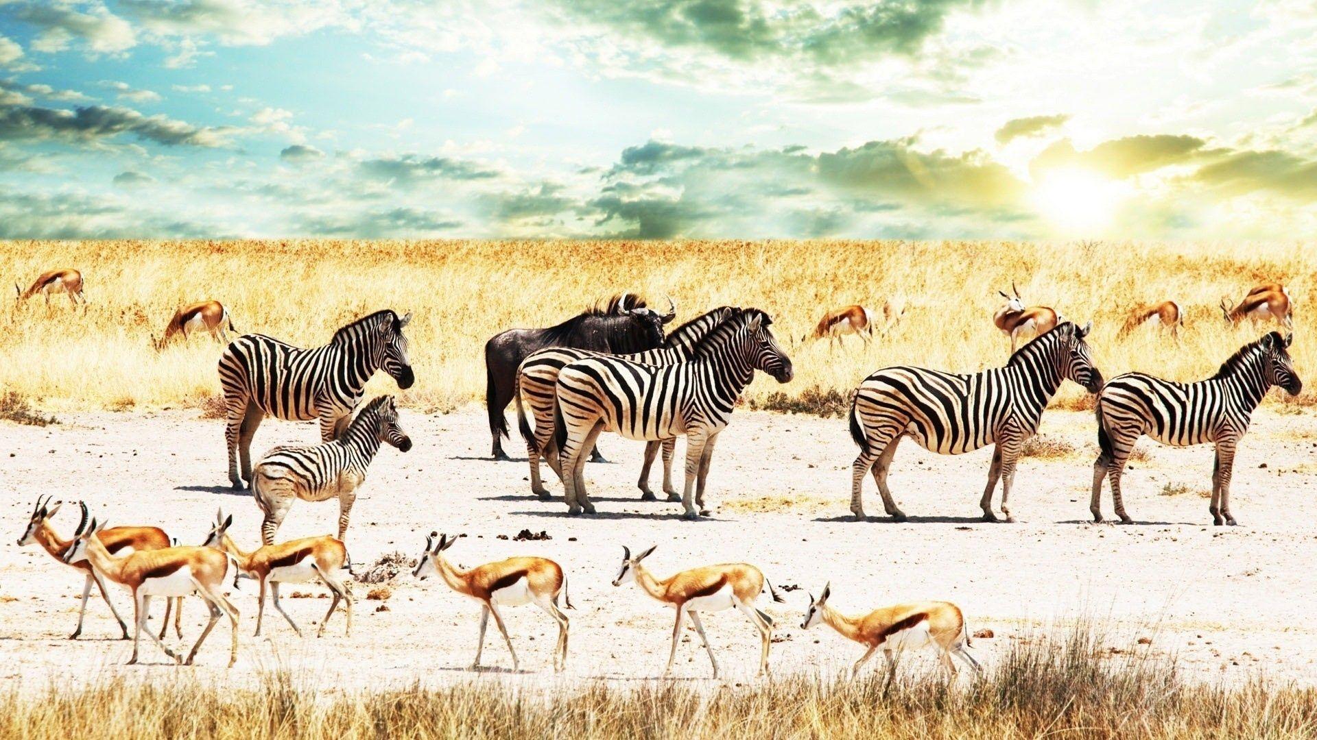 Download Wallpaper 1920x1080 buffalo, zebra, africa, sky, savannah