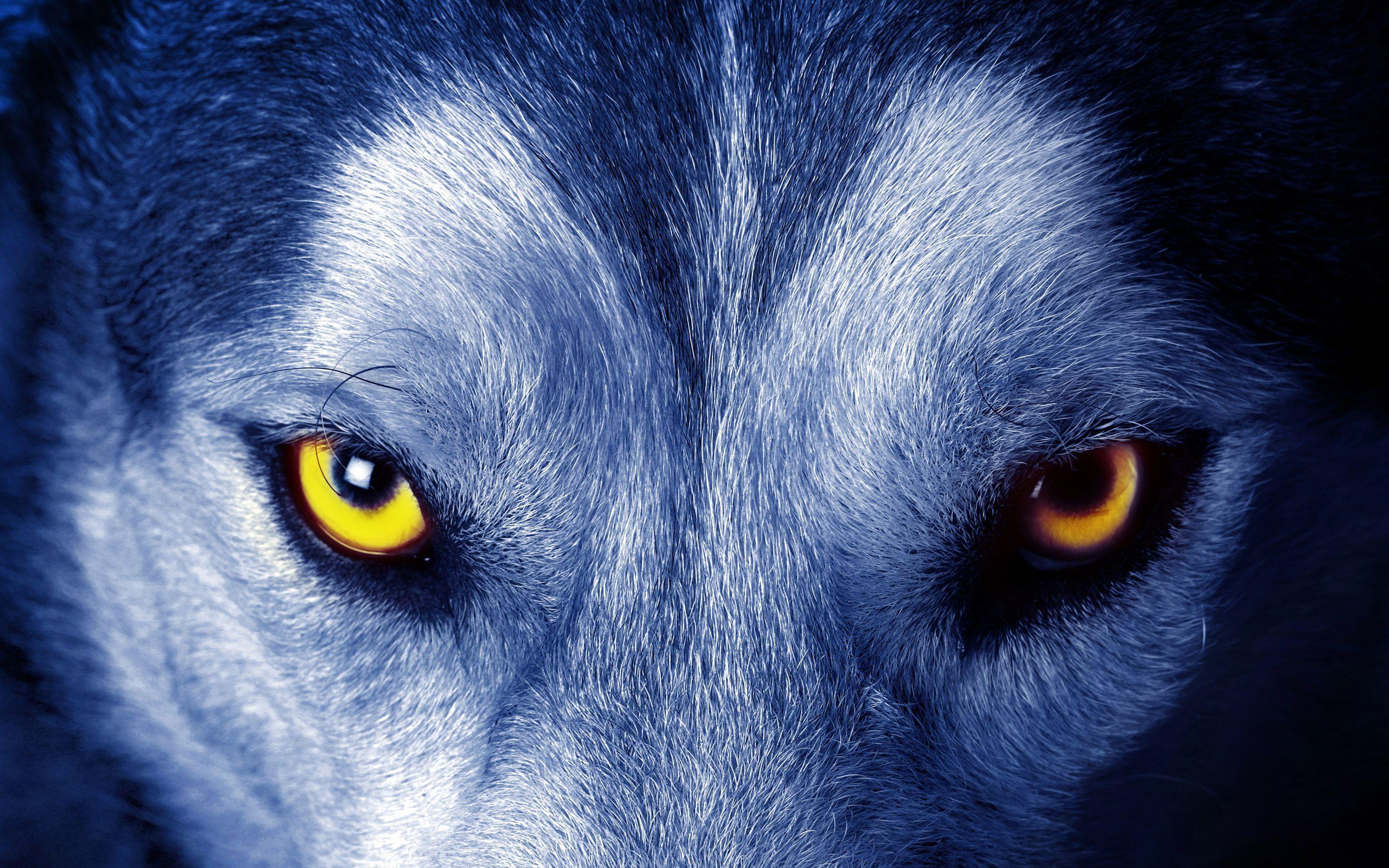 anime angry wolf eyes