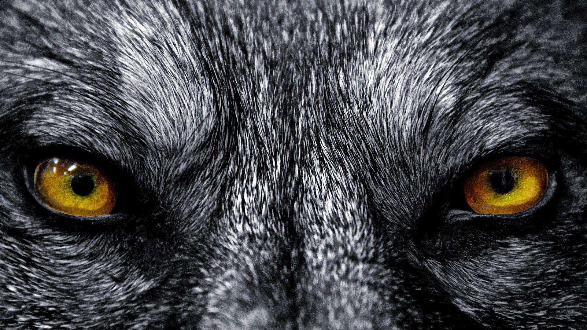 Black Wolf Eyes Wallpaper HD Wallpaper