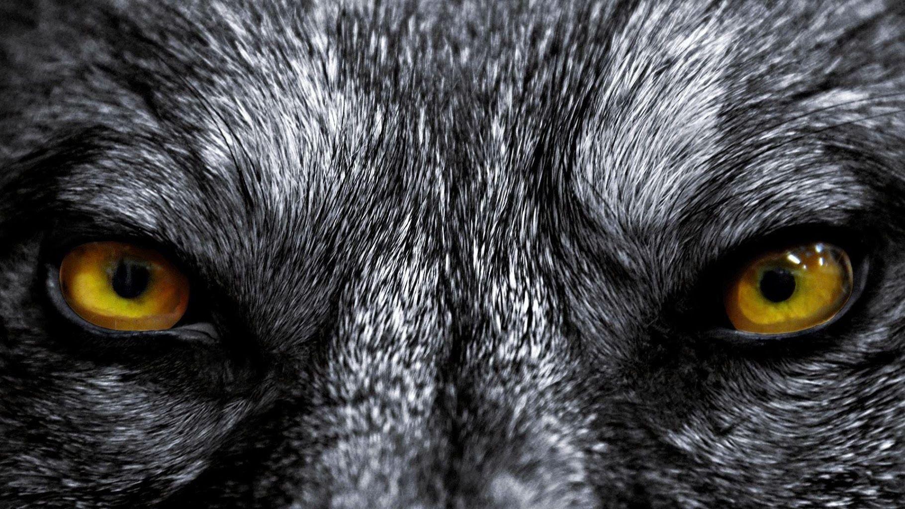 Wolf Eyes Wallpapers - Wallpaper Cave