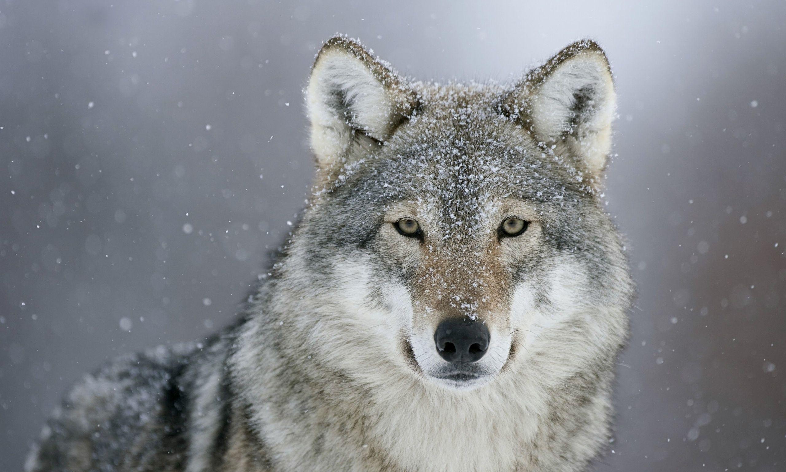 Wallpaper wolf, eyes, snow, winter desktop wallpaper Animals