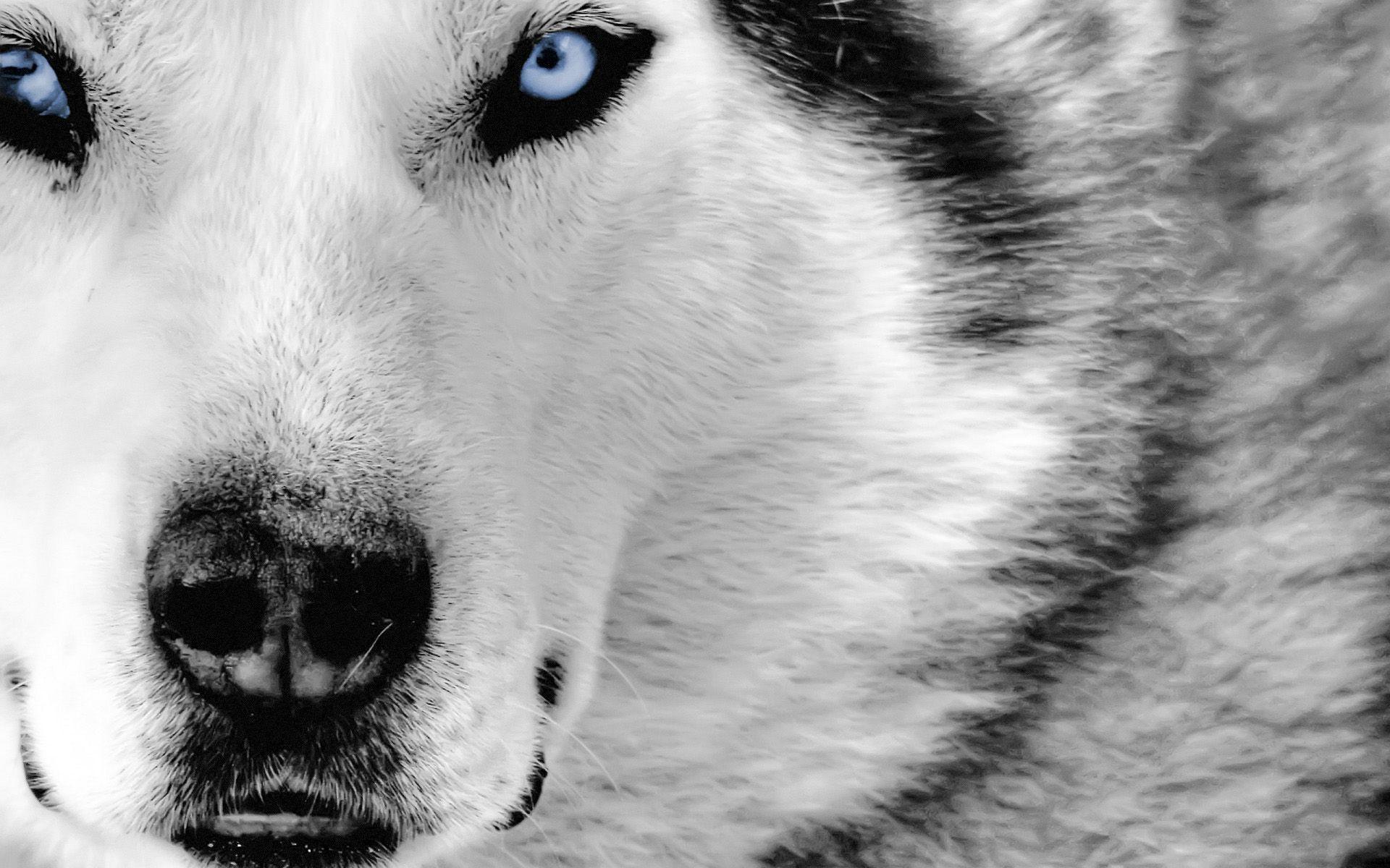 Wolf Wallpaper HD Gallery (78 Plus) PIC WPW5011714