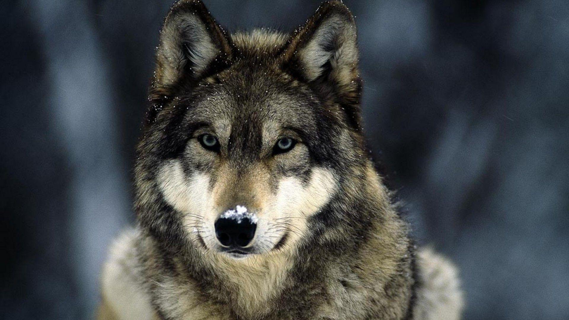 Blue eyes snow landscapes grey wolf wolves wallpaper. AllWallpaper
