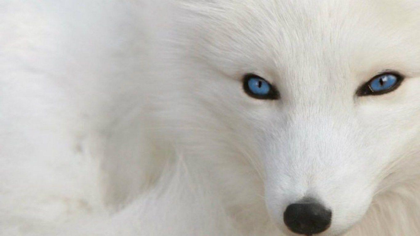 White Wolf With Blue Eyes Wallpaper HD Wallpaper