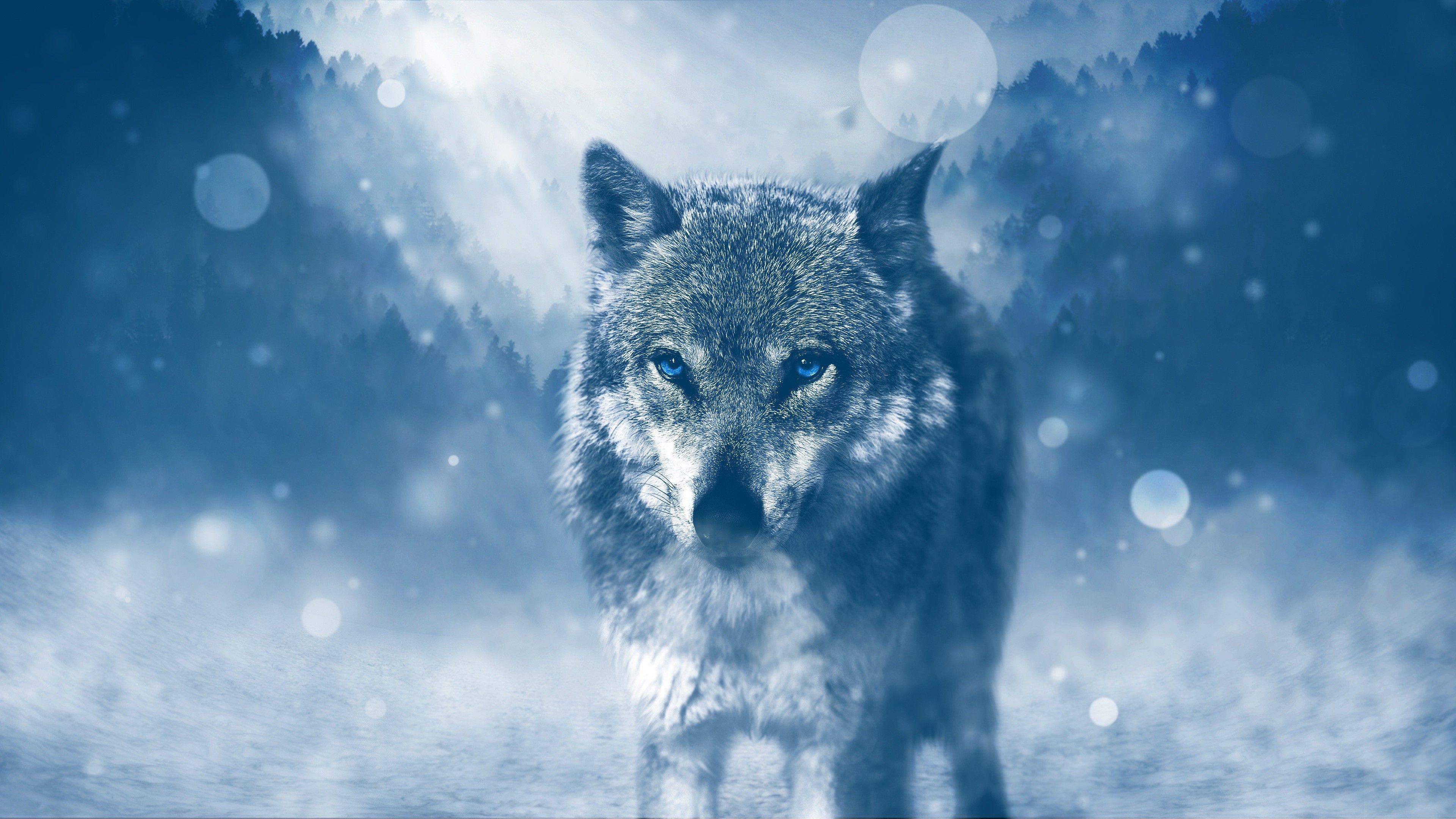 Wallpaper Wolf, Winter, Blue eyes, 4K, Animals