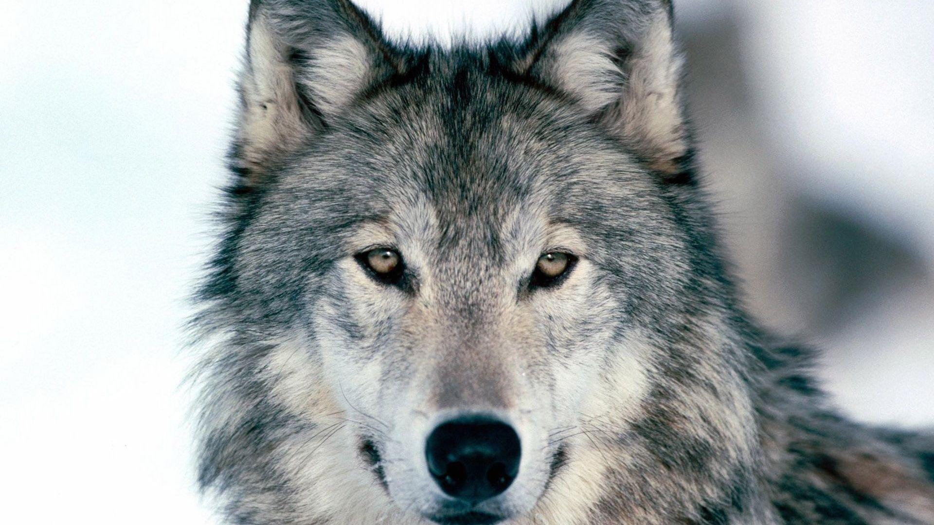 Desktop Full HD P Wolf Background X On Wallpaper For iPhone Winter