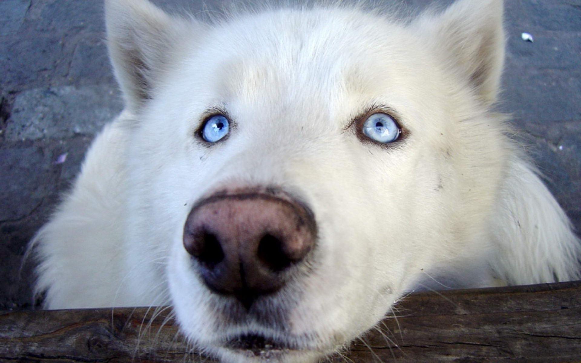 Black Wolf with Blue Eyes. White Wolf With Blue Eyes wallpaper