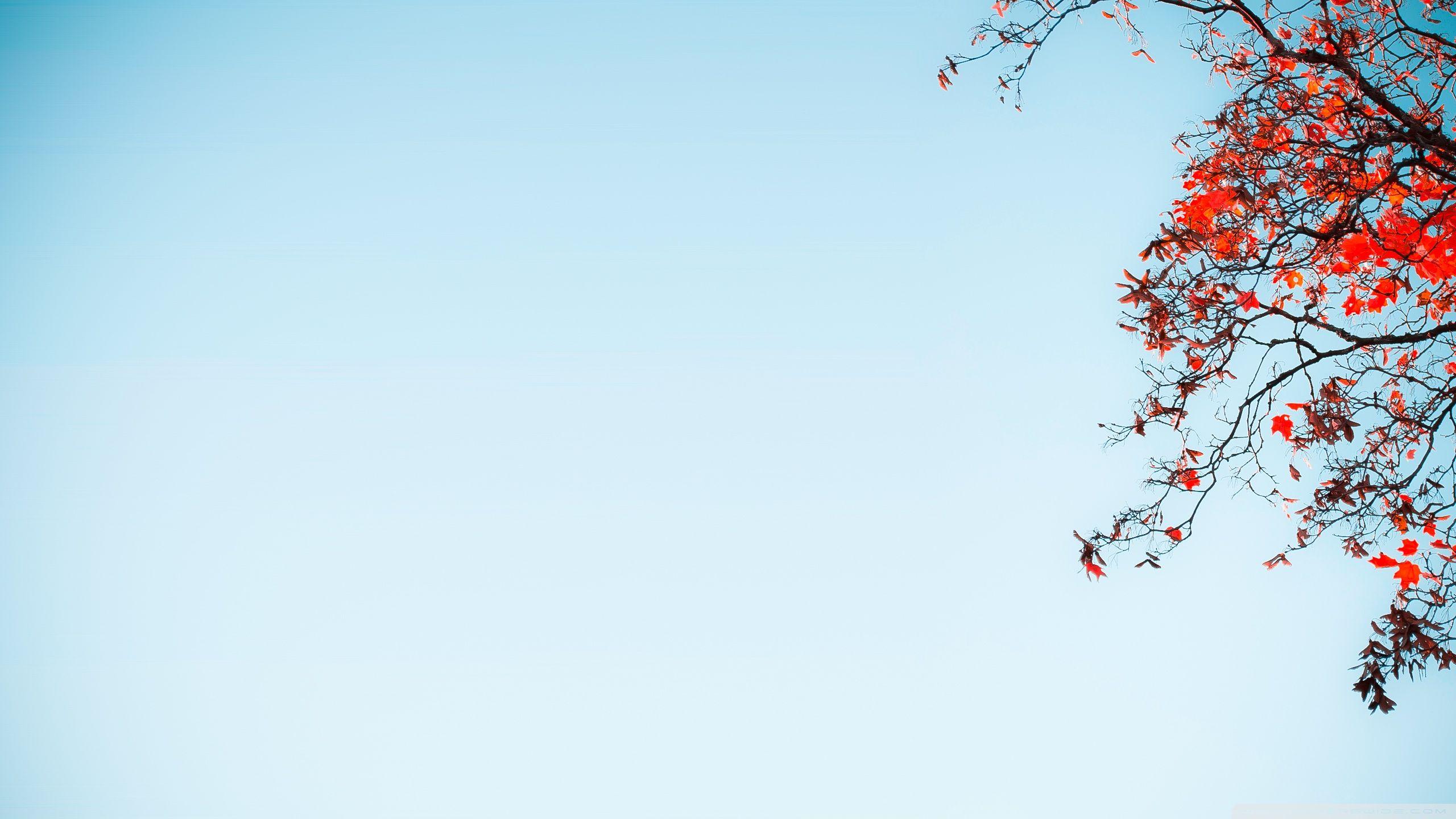 Red Tree Against A Blue Sky ❤ 4K HD Desktop Wallpaper